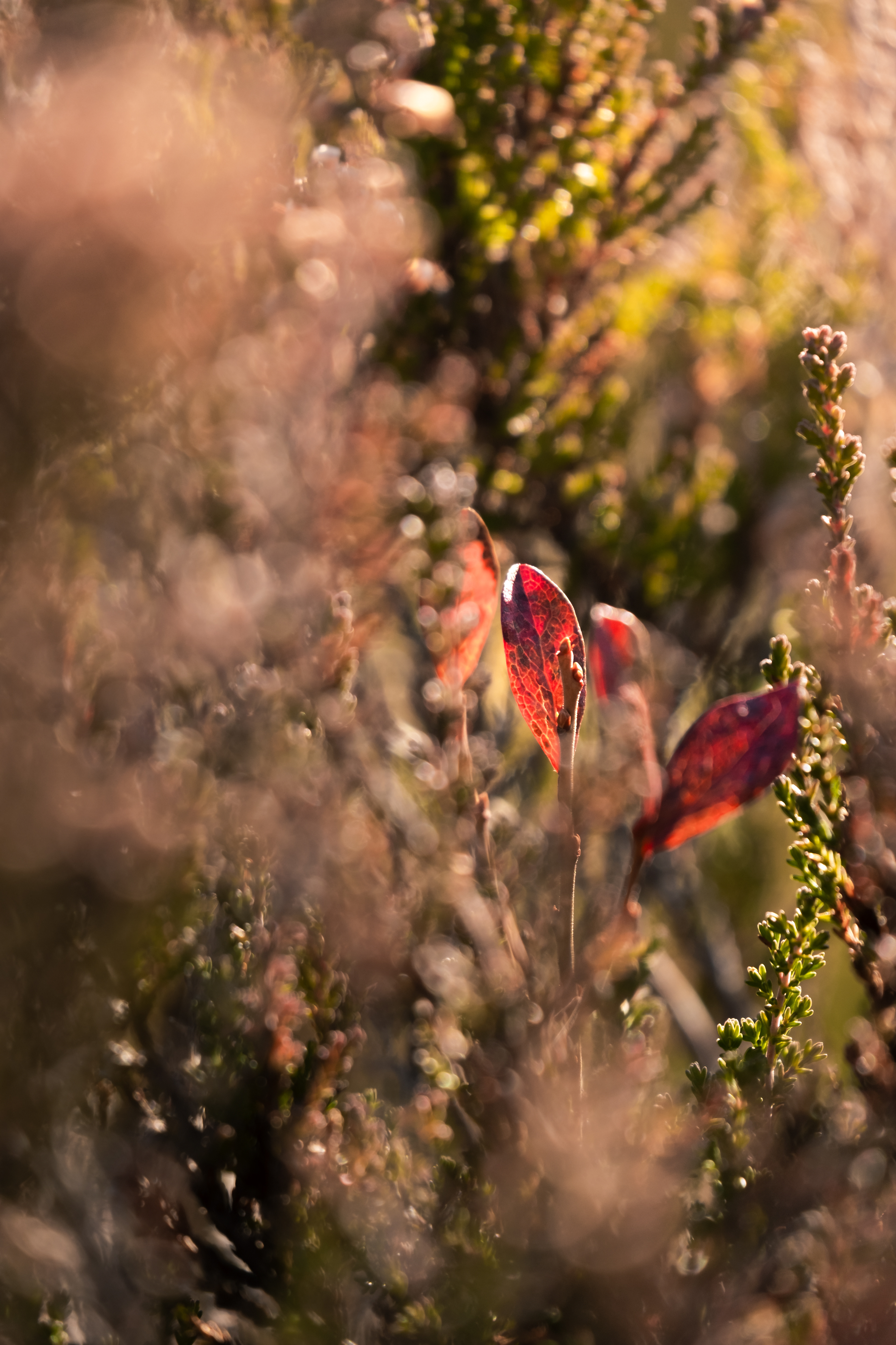 Red amongs the greens.