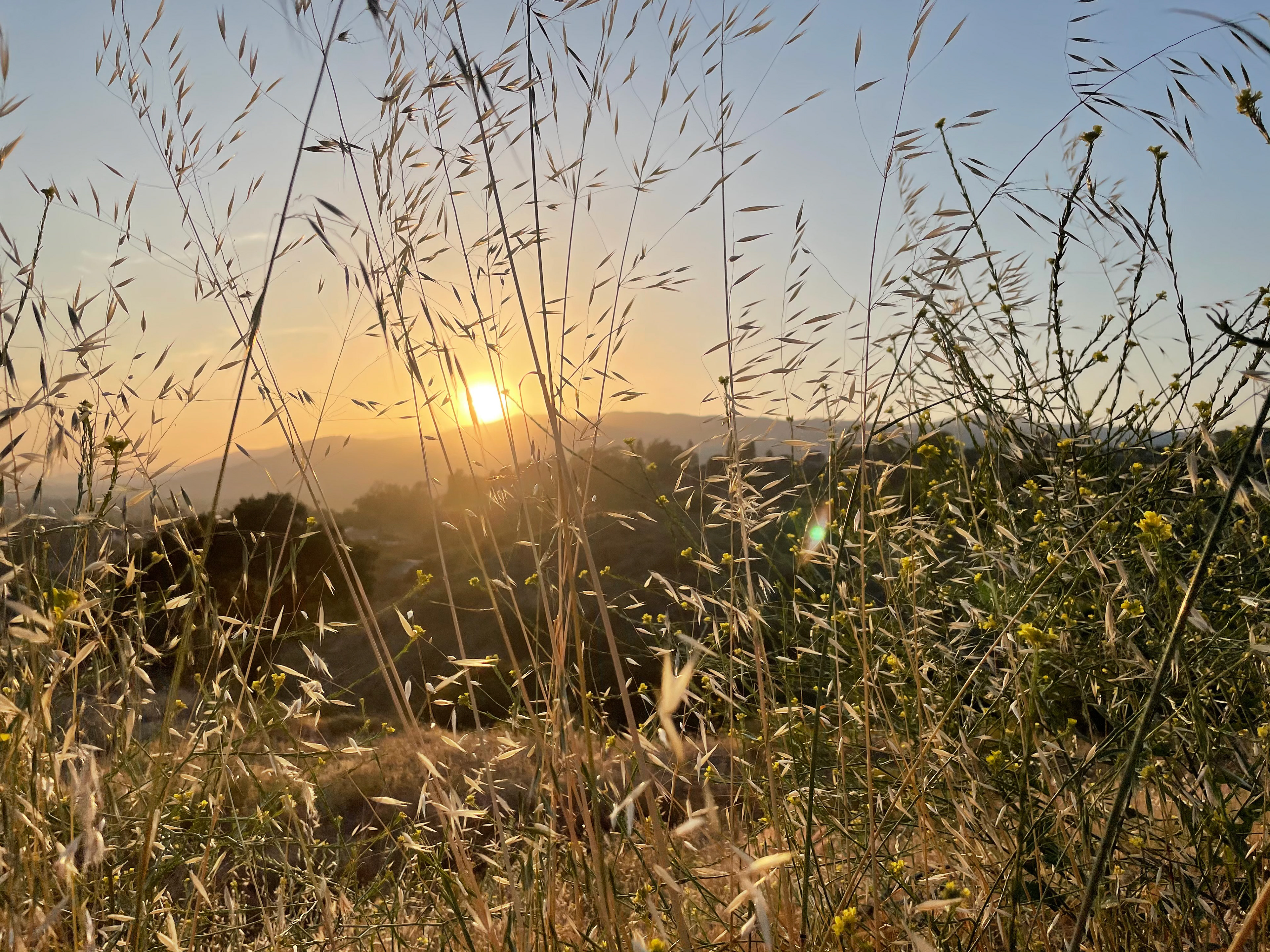 Local Sunset Picture that I Took