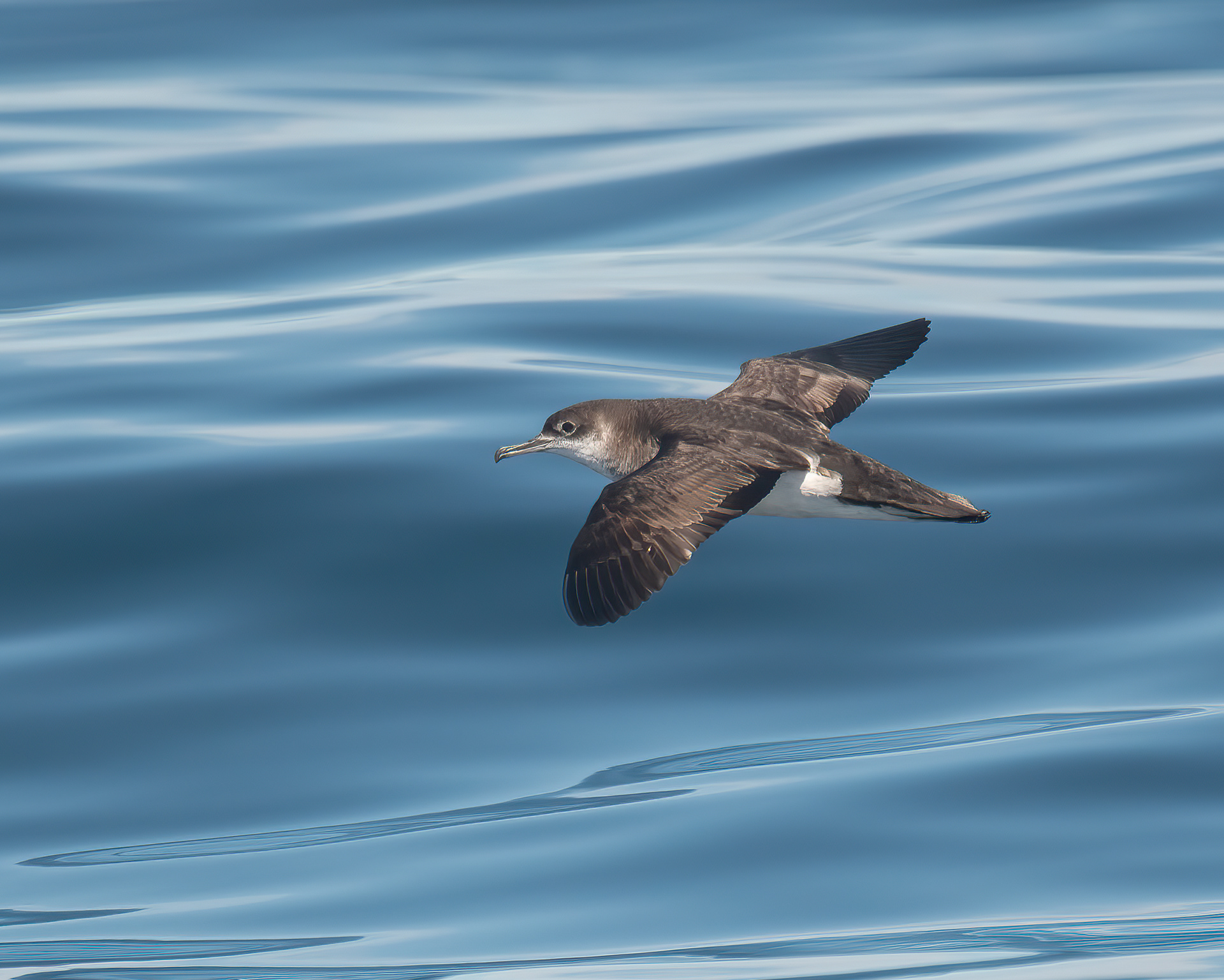 Manx Shearwater, NYS Shelf Waters