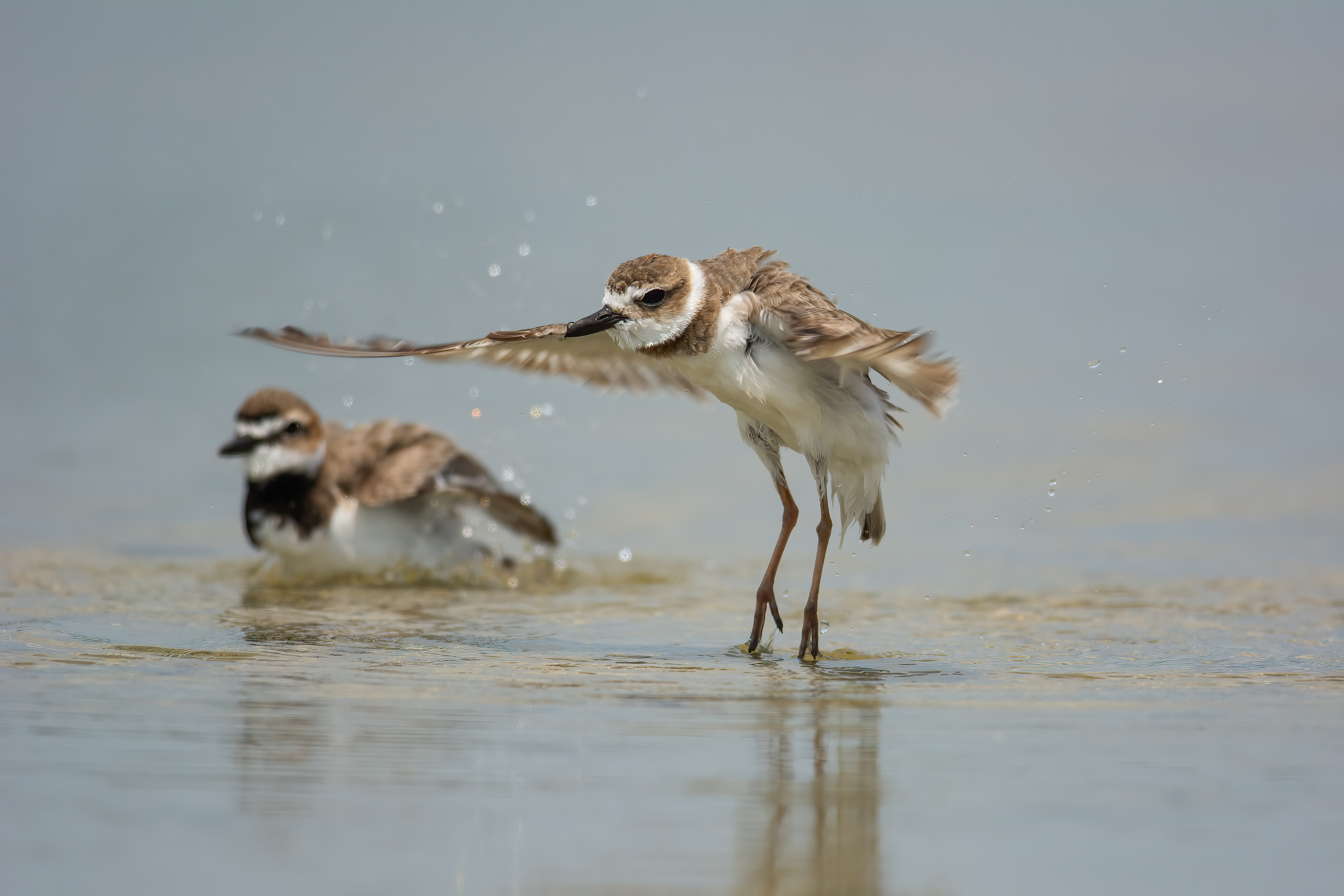 Wilson's Plover, Fort Meyers, FL