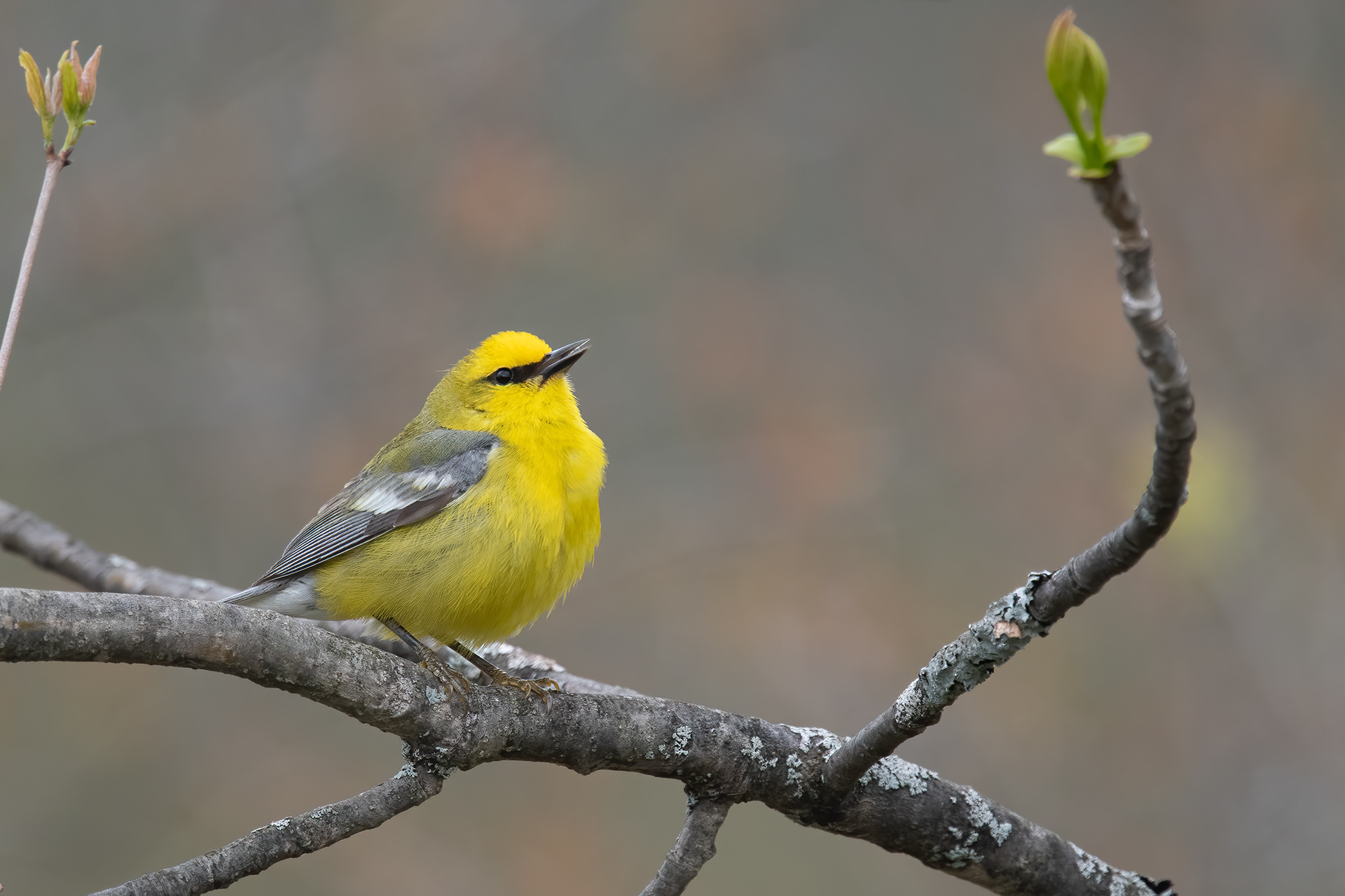 Blue-winged Warbler, Essex, NY