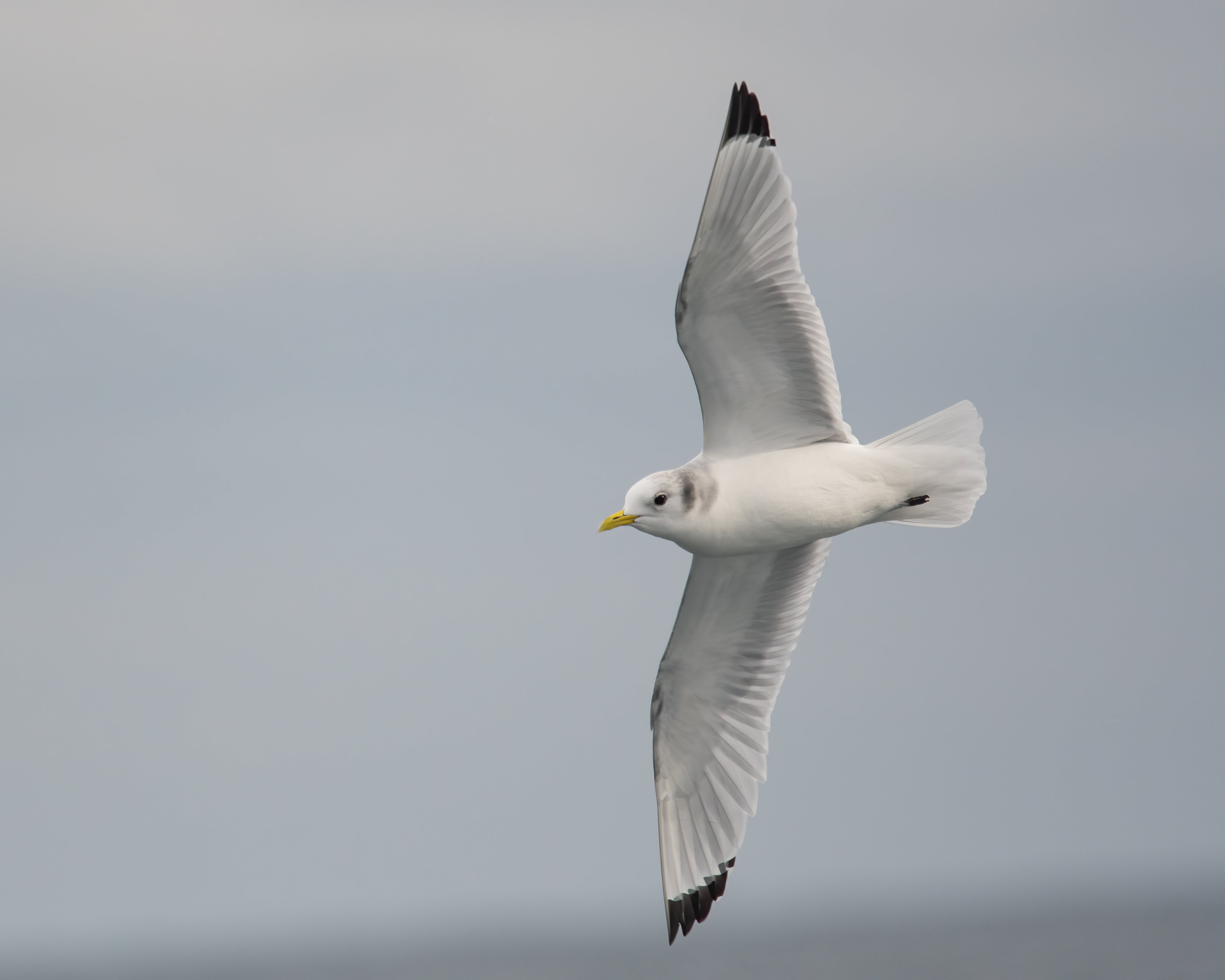 Black-legged Kittiwake, New York Shelf Waters