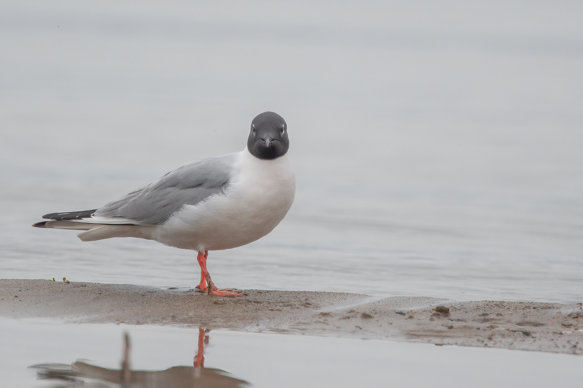 Bonaparte's Gull, Westport, NY