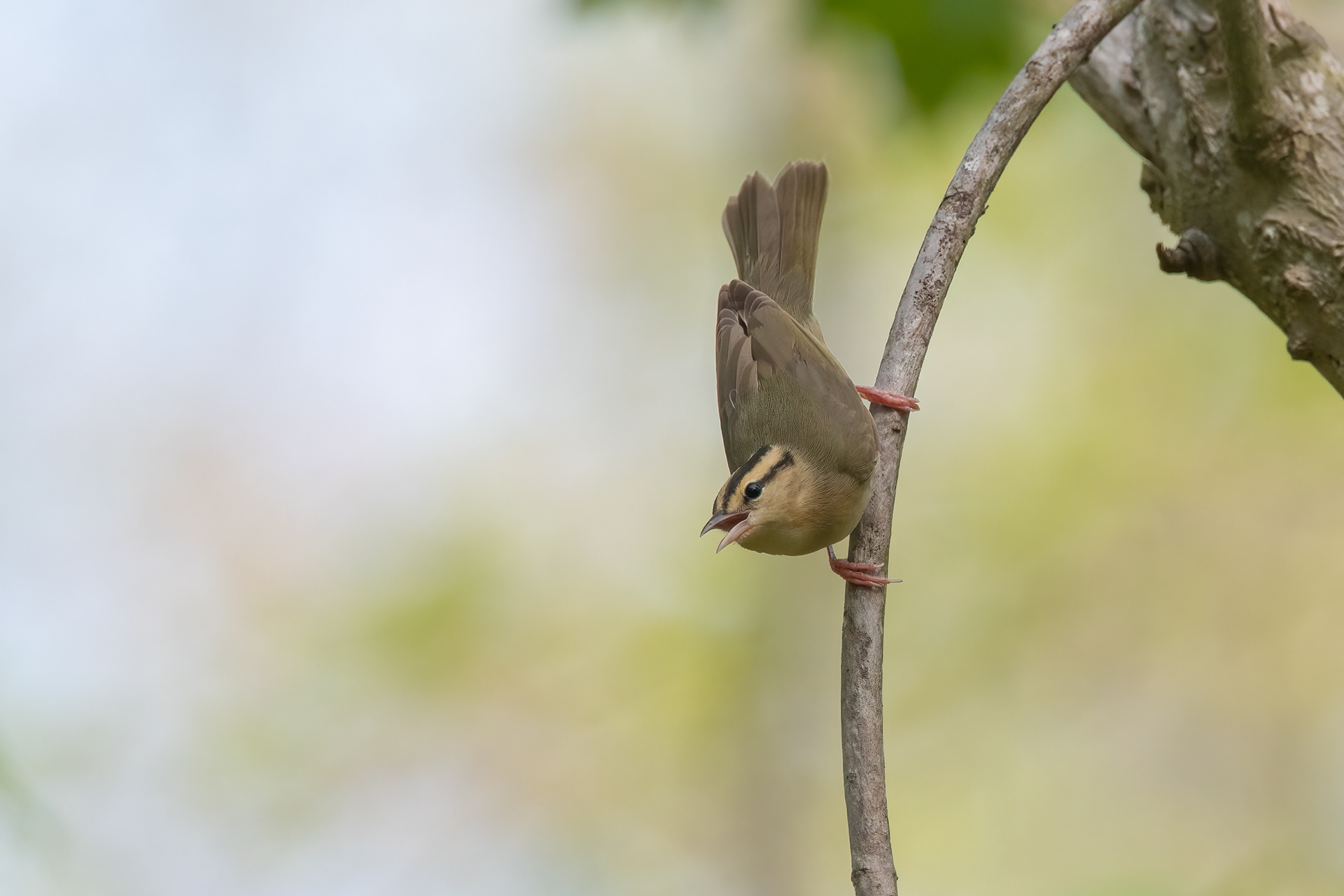 Worm-eating Warbler, Belleplain State Forest, NJ