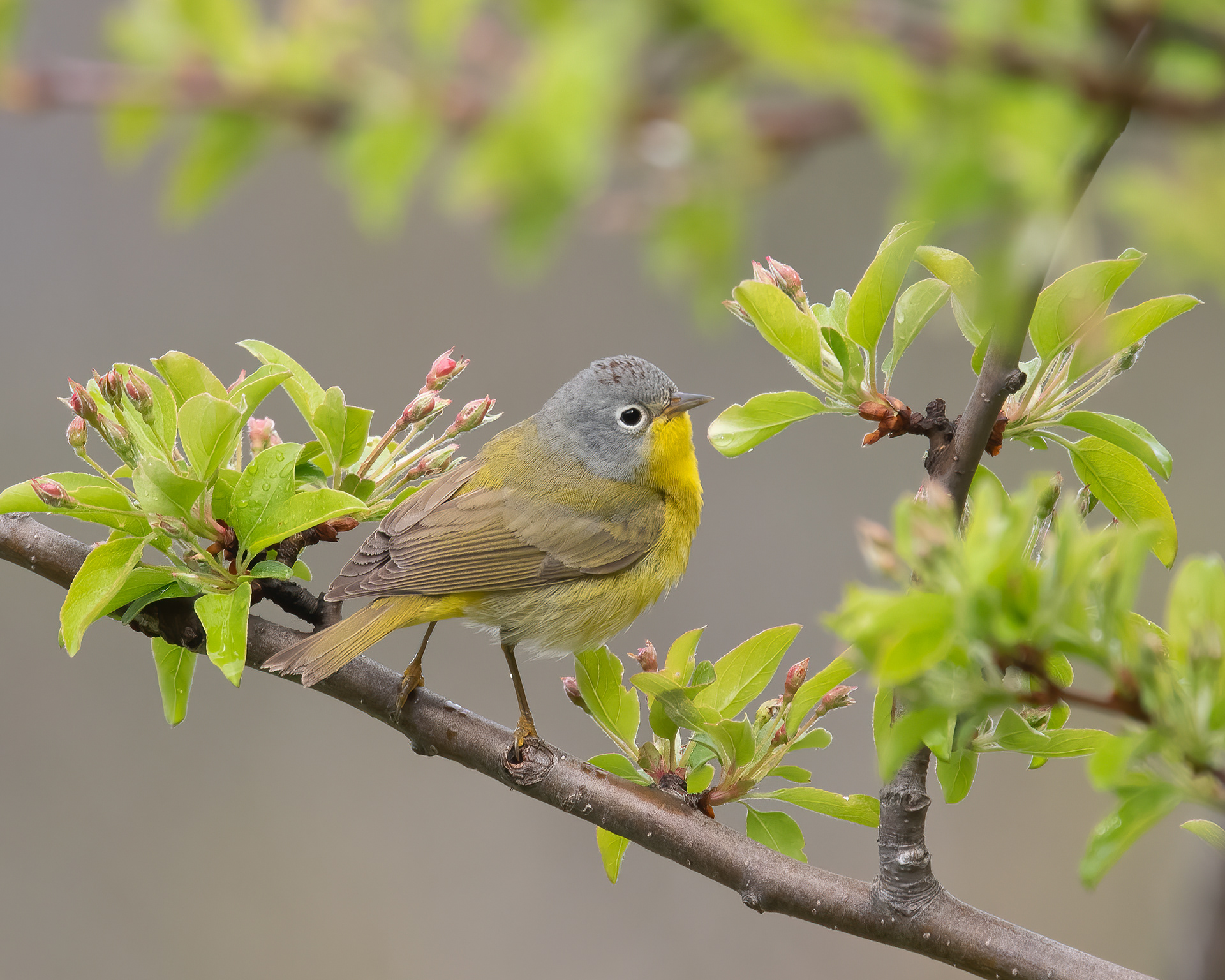 Nashville Warbler, Keene, NY