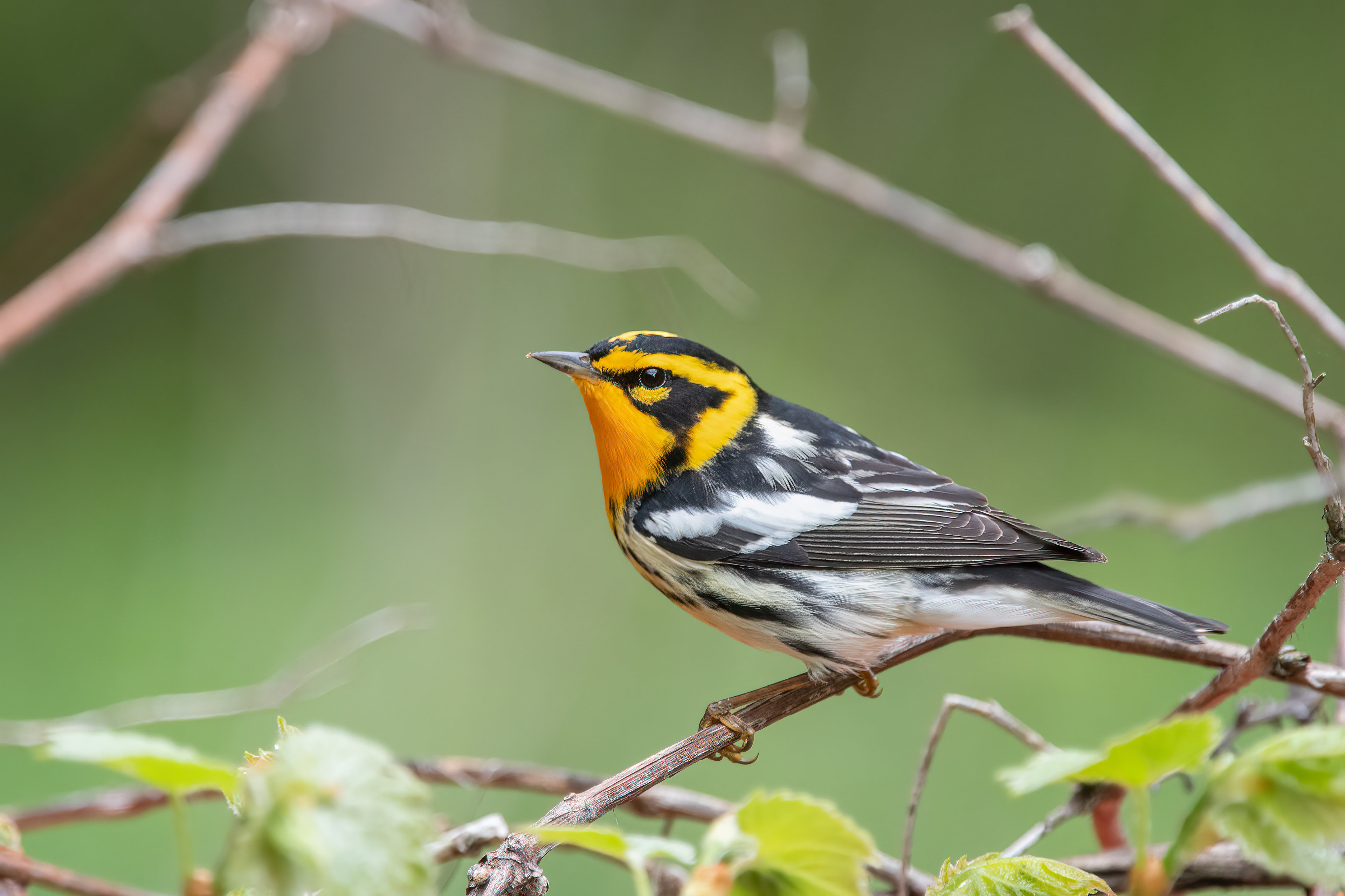 Blackburnian Warbler, Willsboro, NY