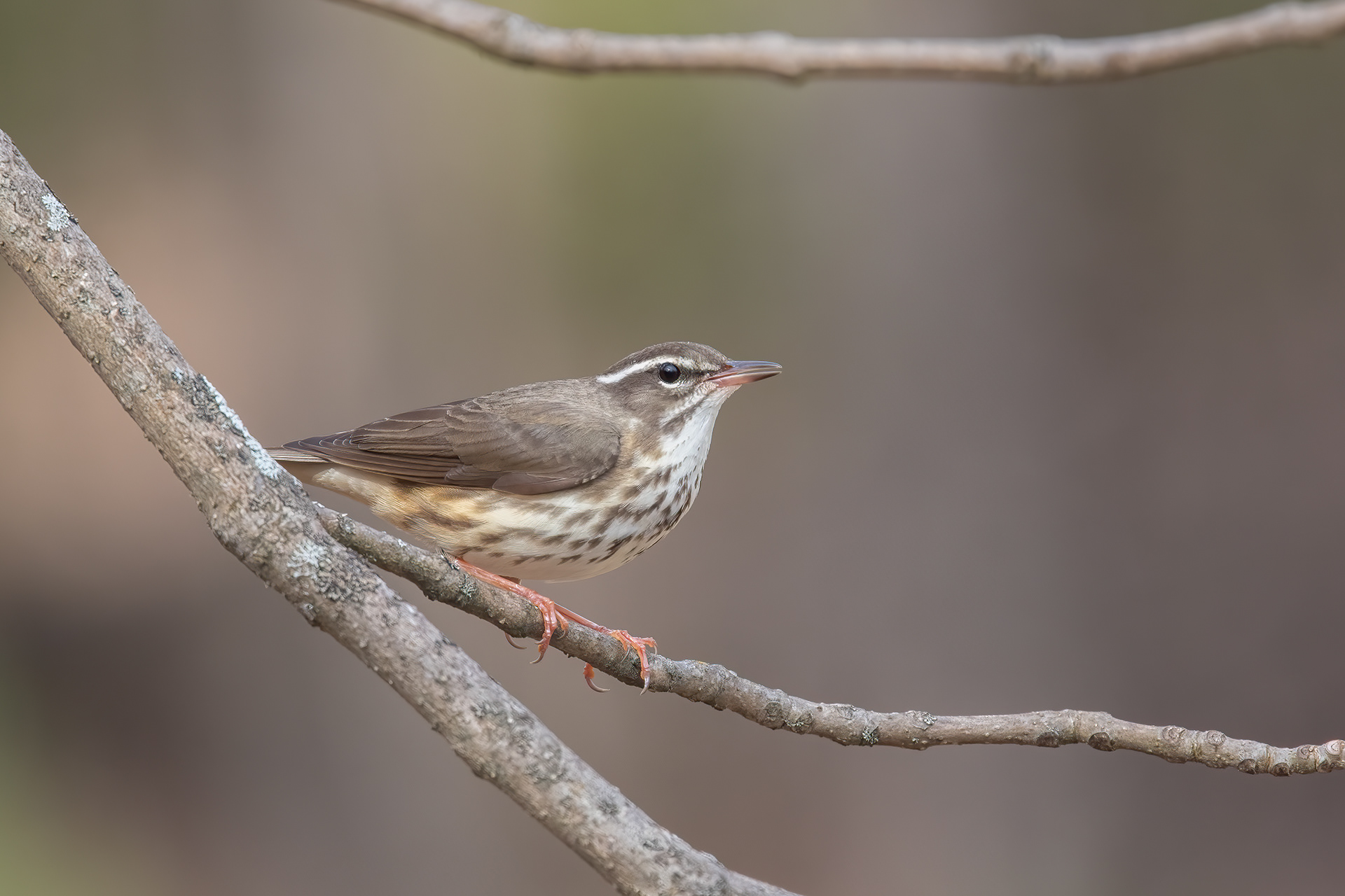 Louisiana Waterthrush, Keeseville, NY