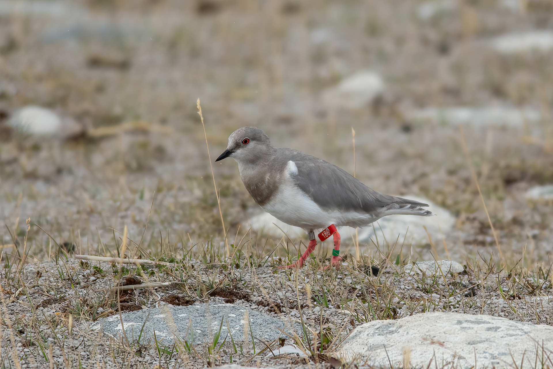 Magellanic Plover, Magallanes, Chile