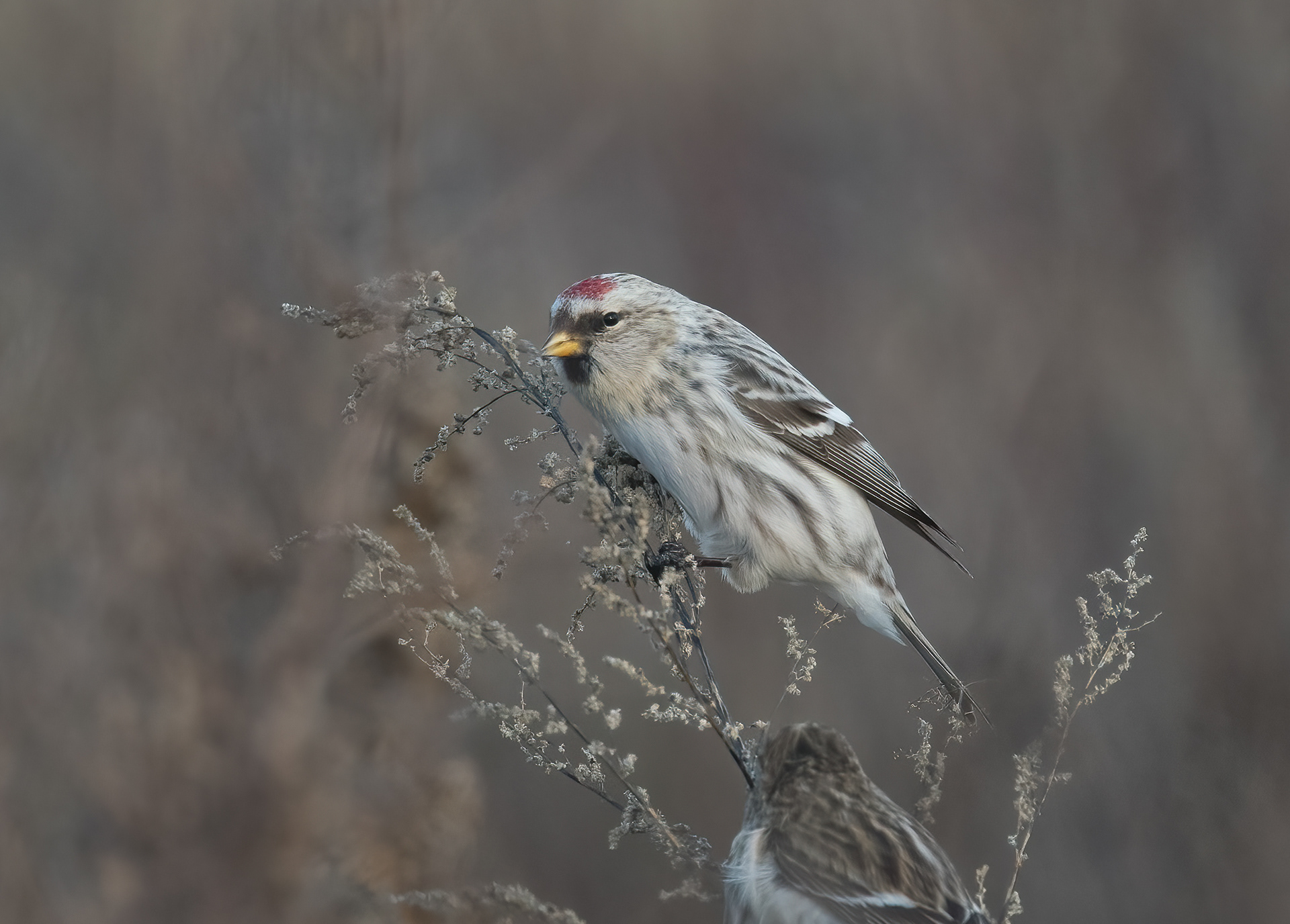 Hoary Redpoll, Willsboro, NY