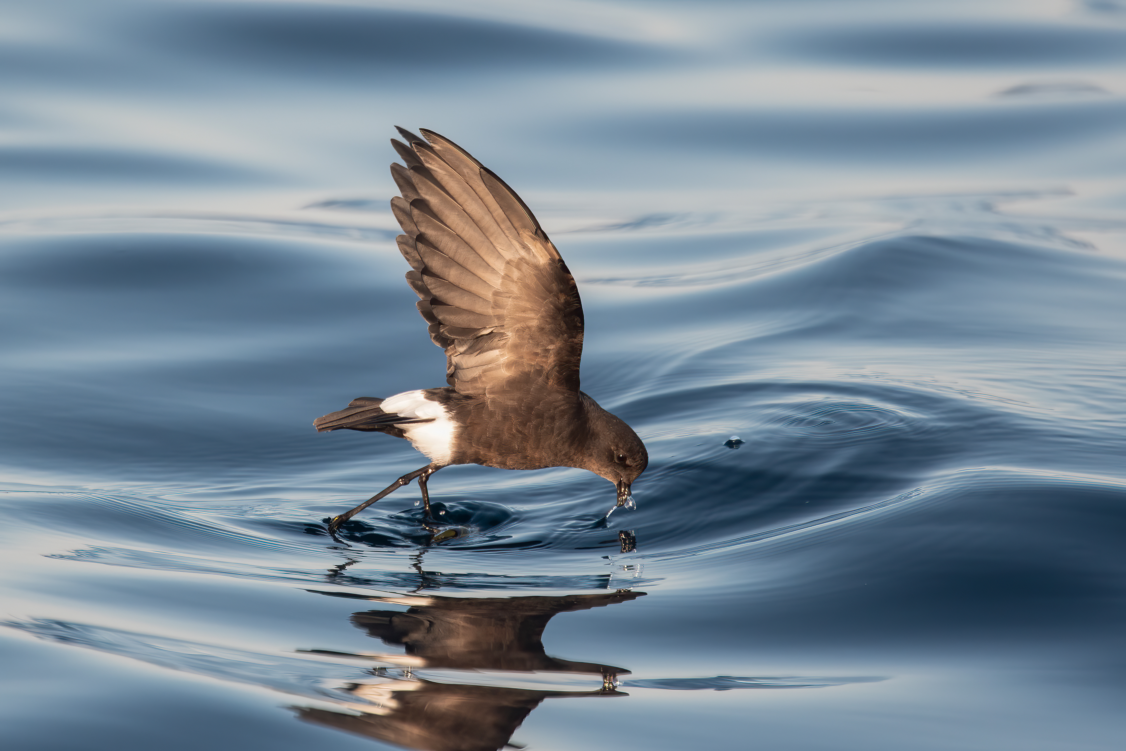 Wilson' Storm-Petrel, Rabbit Ears Canyon, Offshore NY