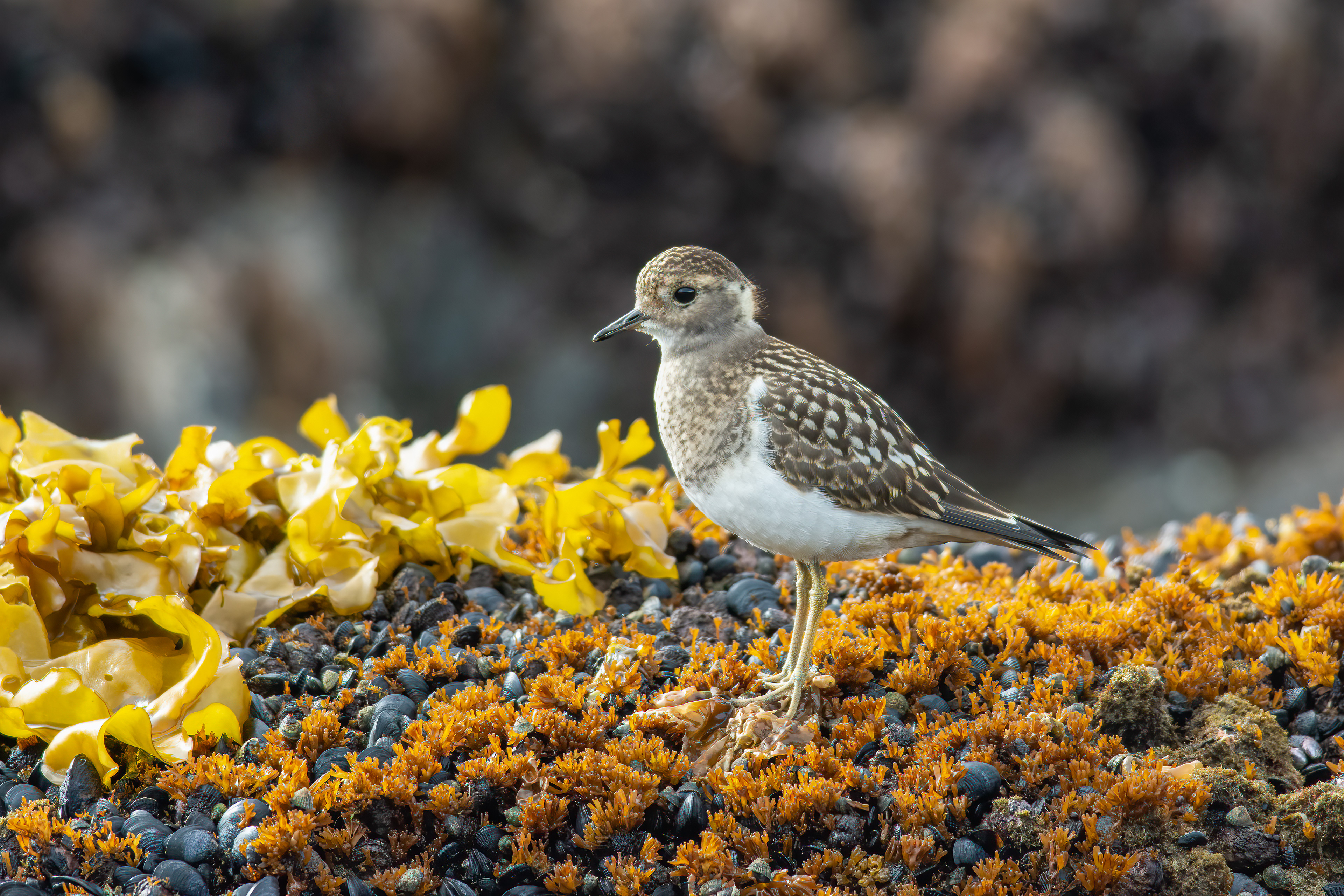Rufous-chested Dotterel, 50 Km S of Punta Arenas, Chile