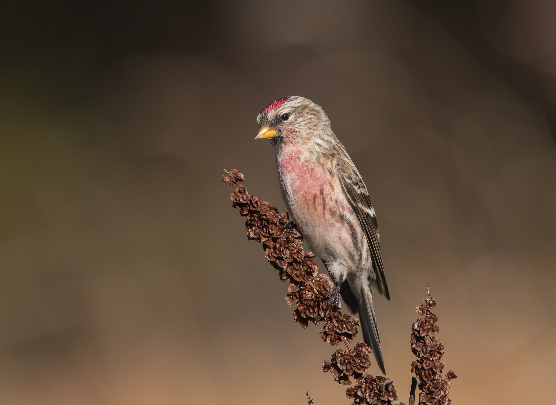 Common Redpoll, Willsboro, NY