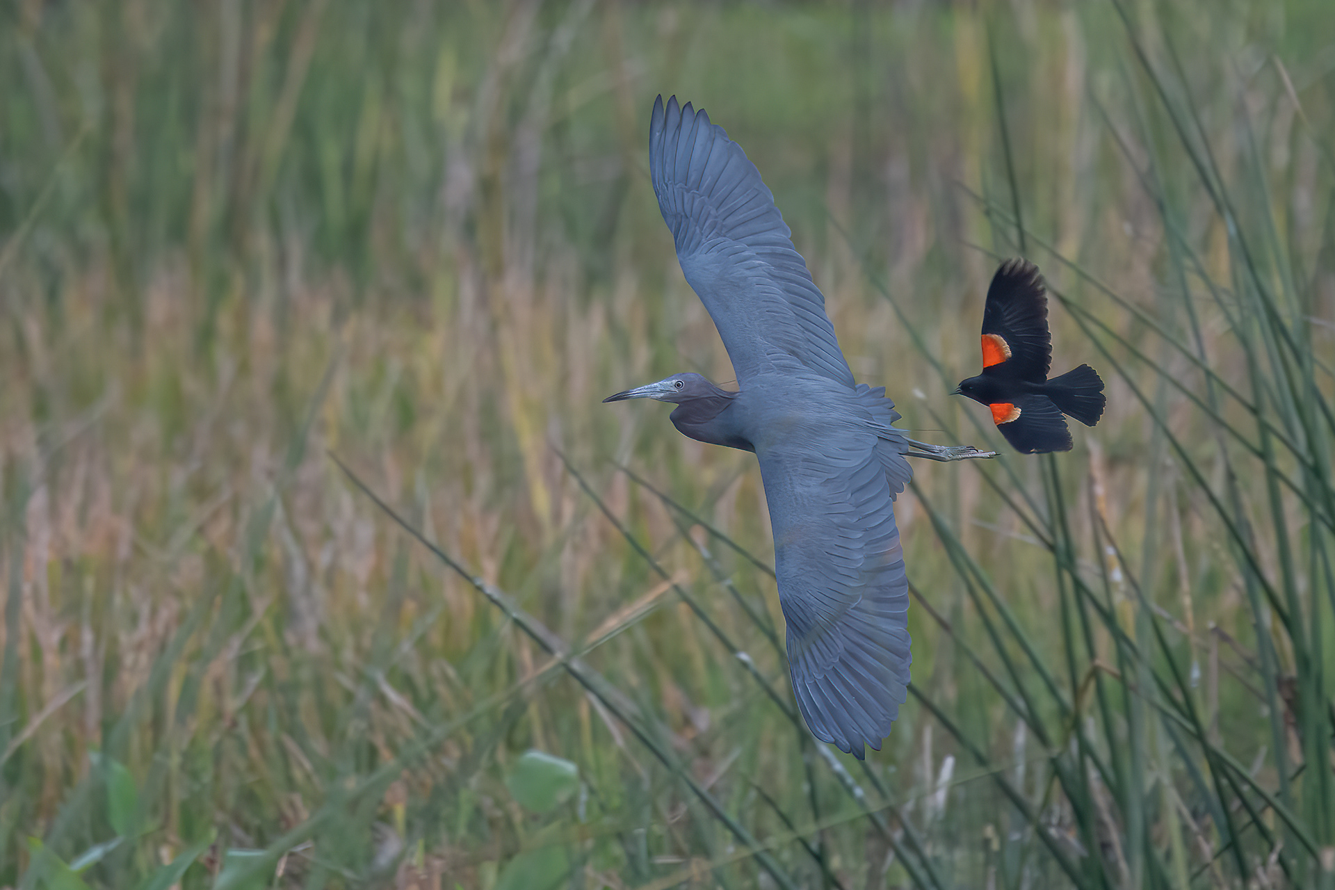 Little Blue Heron, Celery Fields, FL
