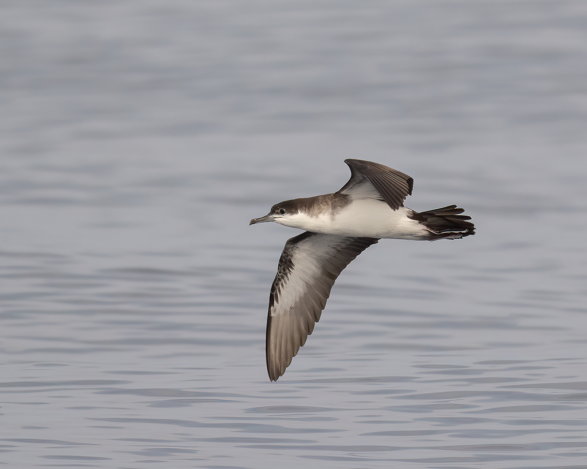 Audubon's Shearwater, Rabbit Ears Canyon, Offshore NY