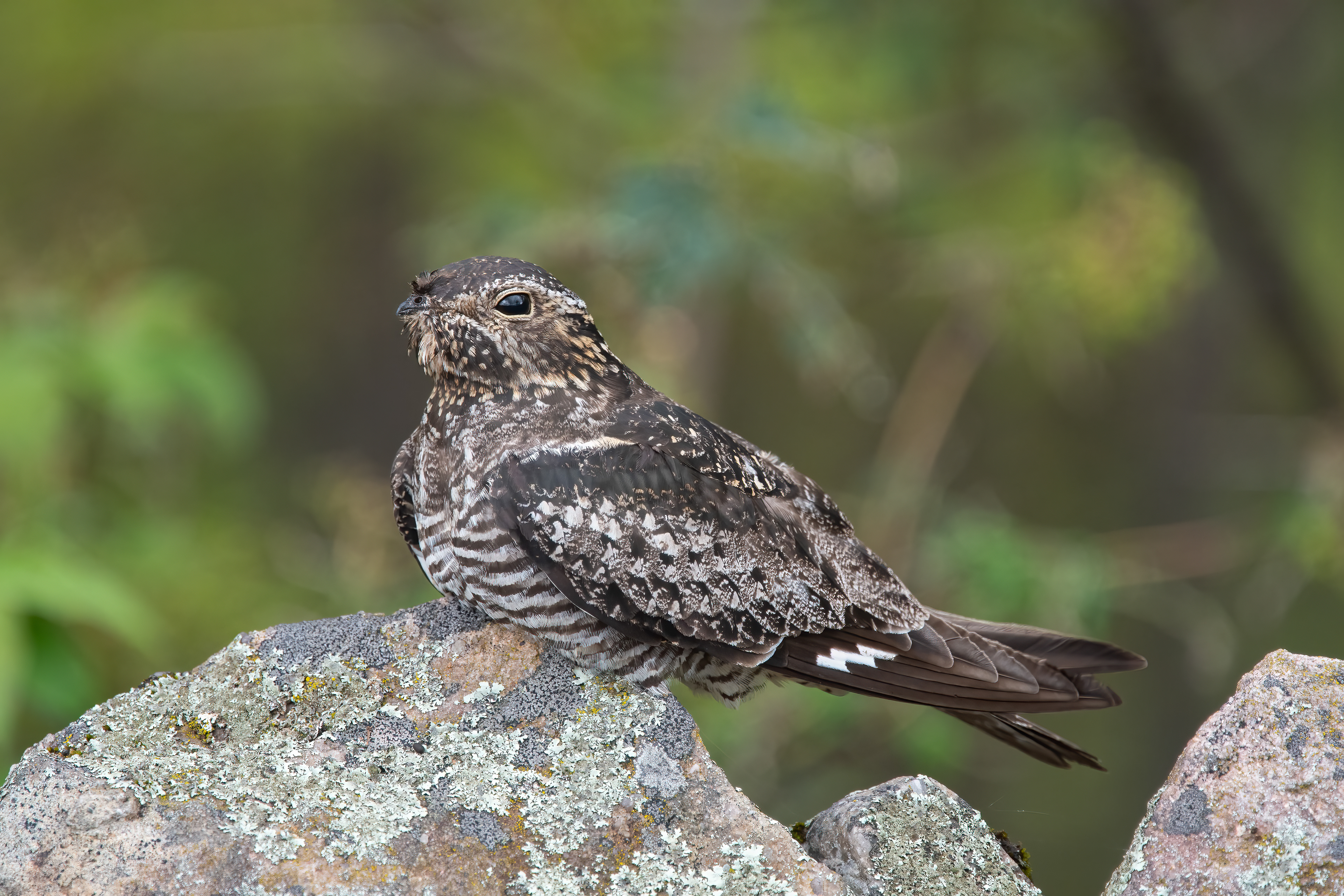 Common Nighthawk, West Chazy, NY