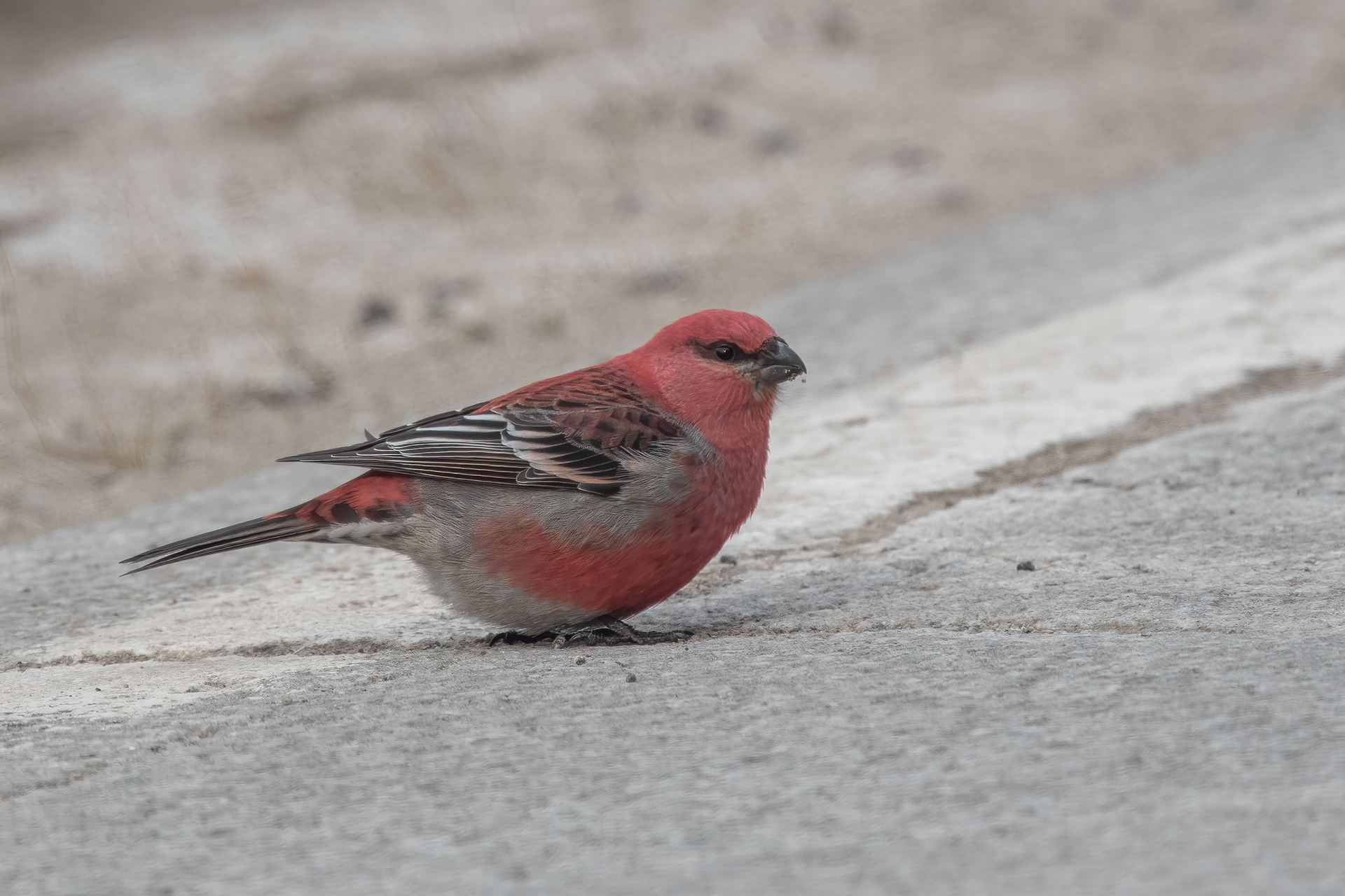 Pine Grosbeak, Wadhams, NY