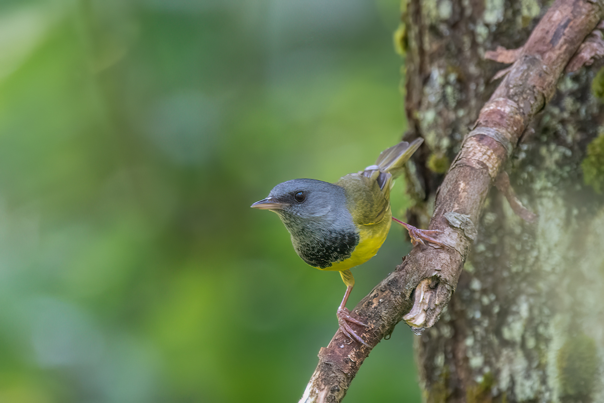 Mourning Warbler, Harrietstown, NY