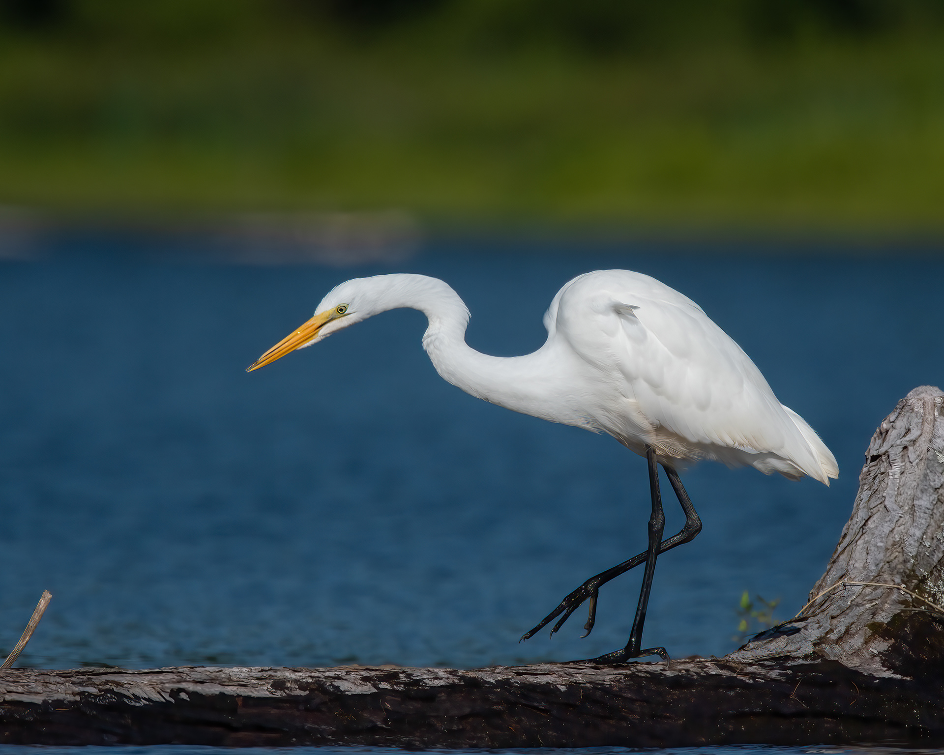 Great Egret, Noblewood Park, Willsboro, NY
