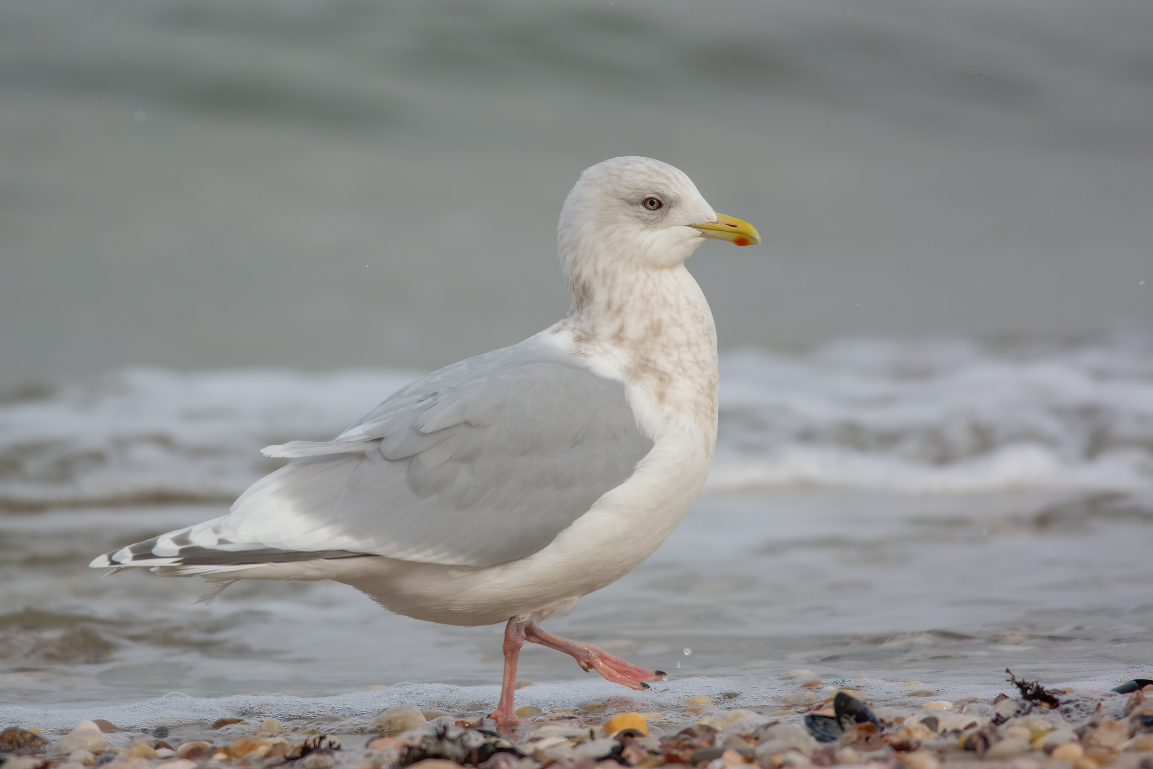 Iceland Gull, Mattituck, New York