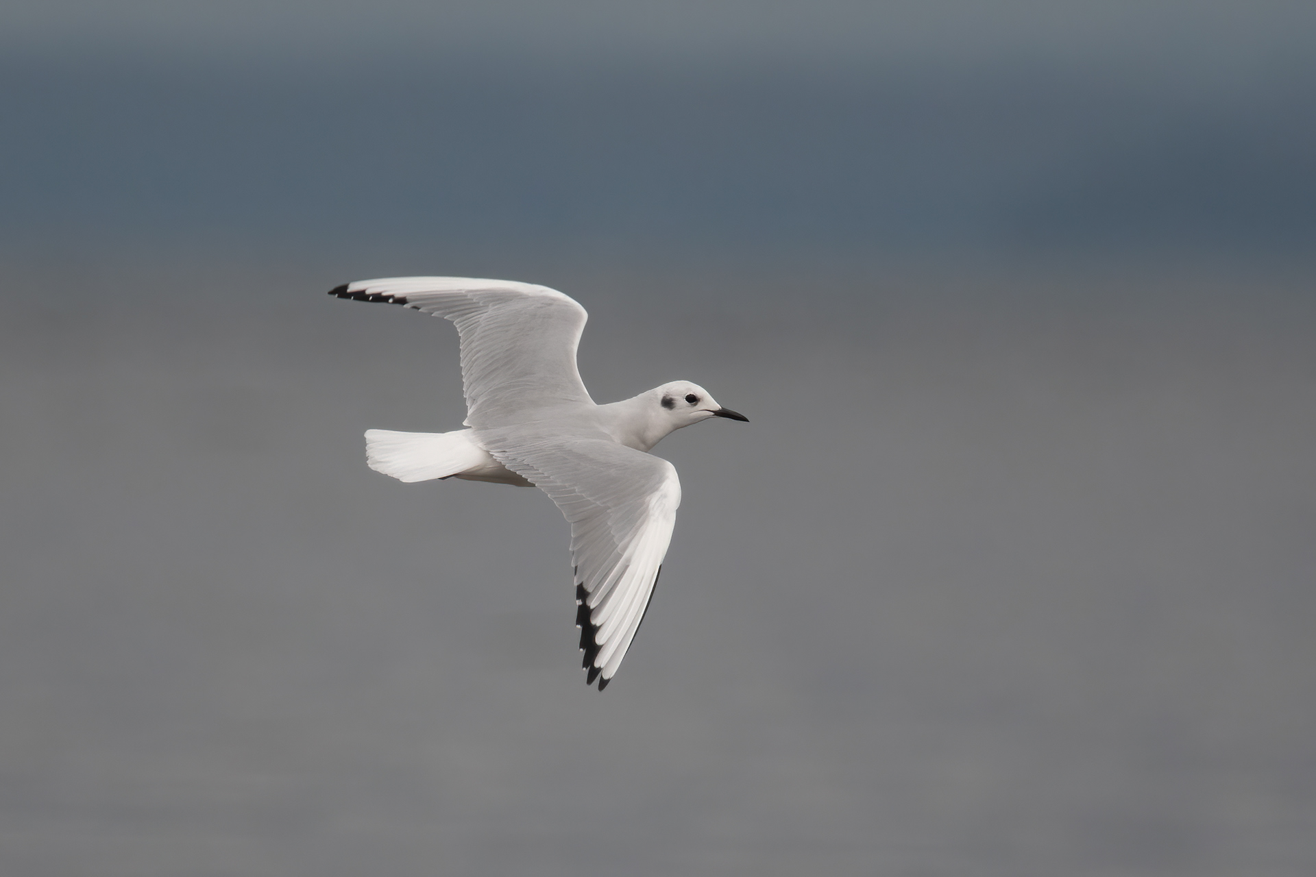 Bonaparte's Gull, Peru, NY