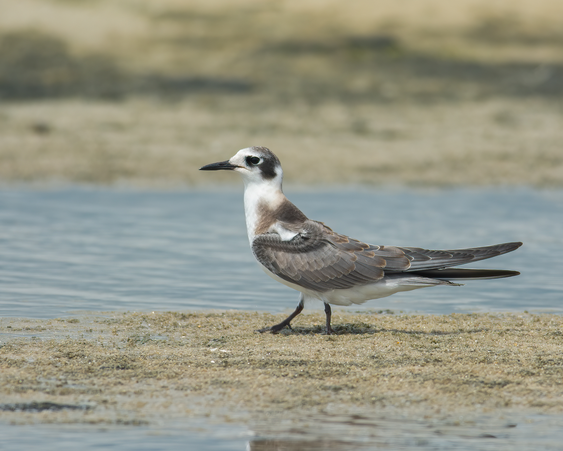 Black Tern, Old Inlet, Fire Island