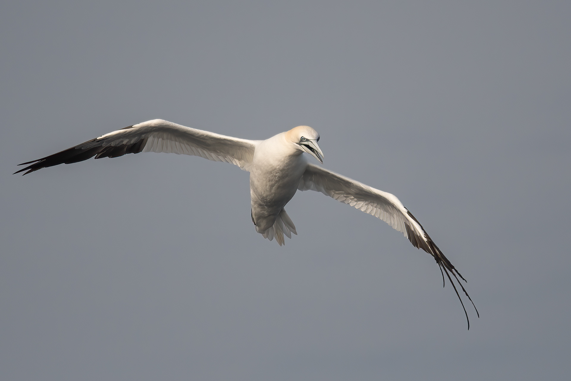 Northern Gannet, Fire Island Inlet, NY