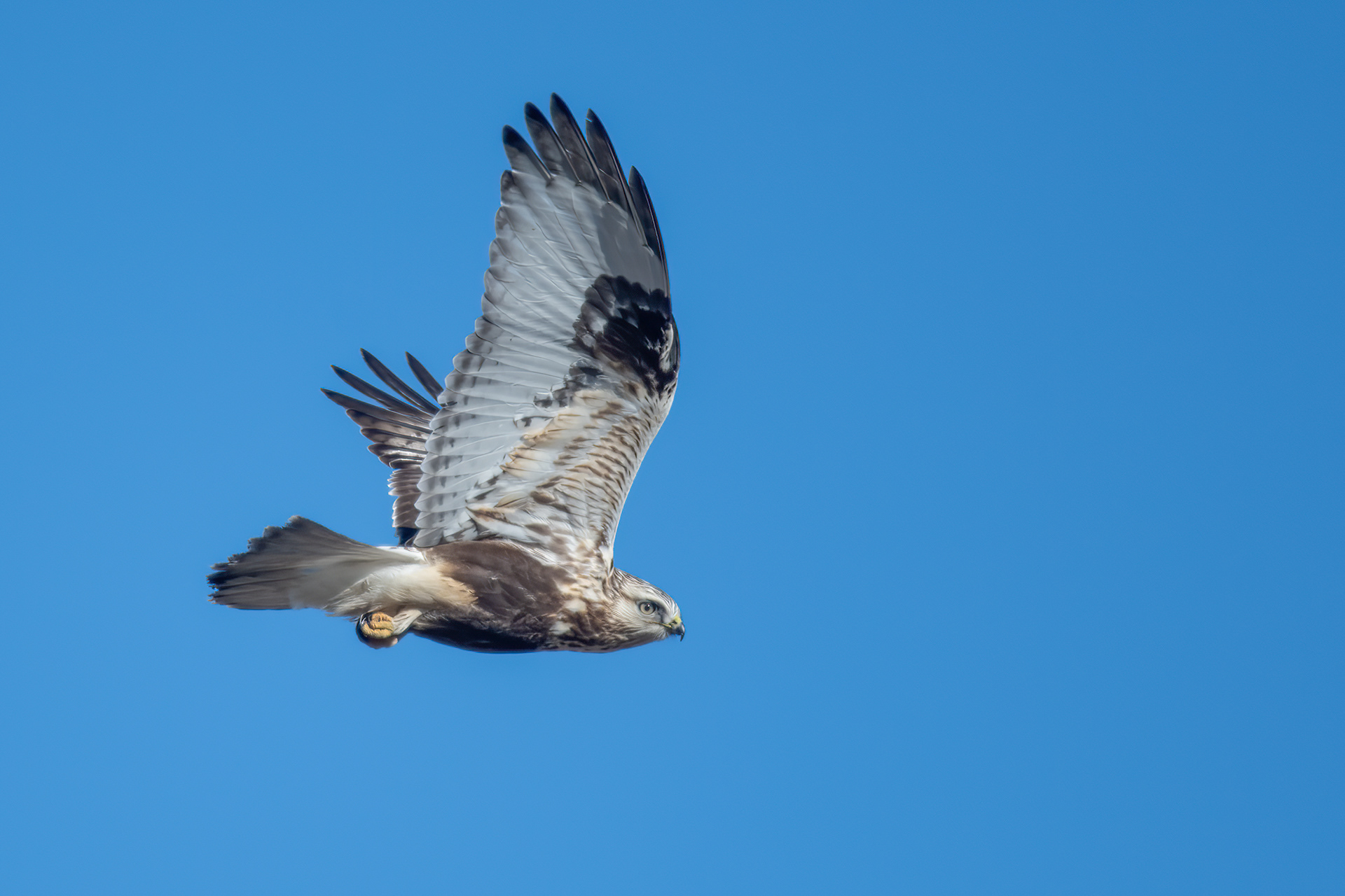 Rough-legged Hawk, Essex, NY