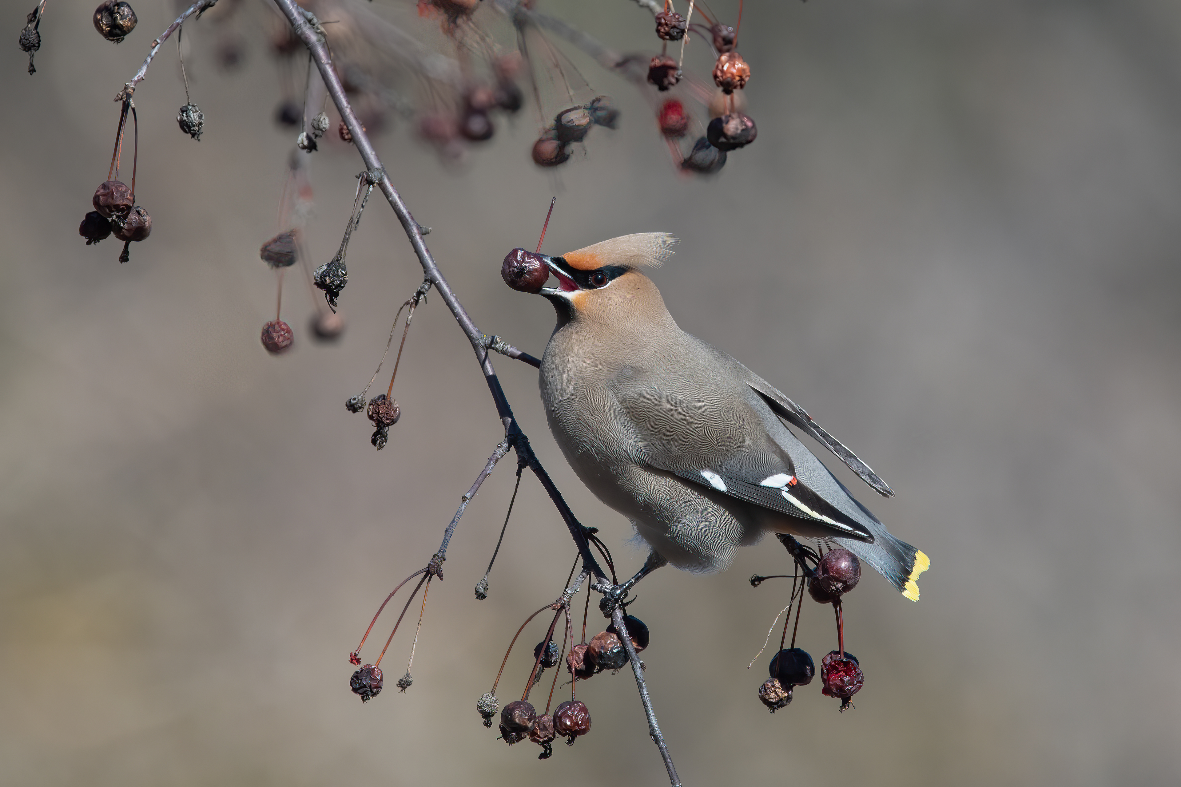 Bohemian Waxwing, Keene Valley, NY
