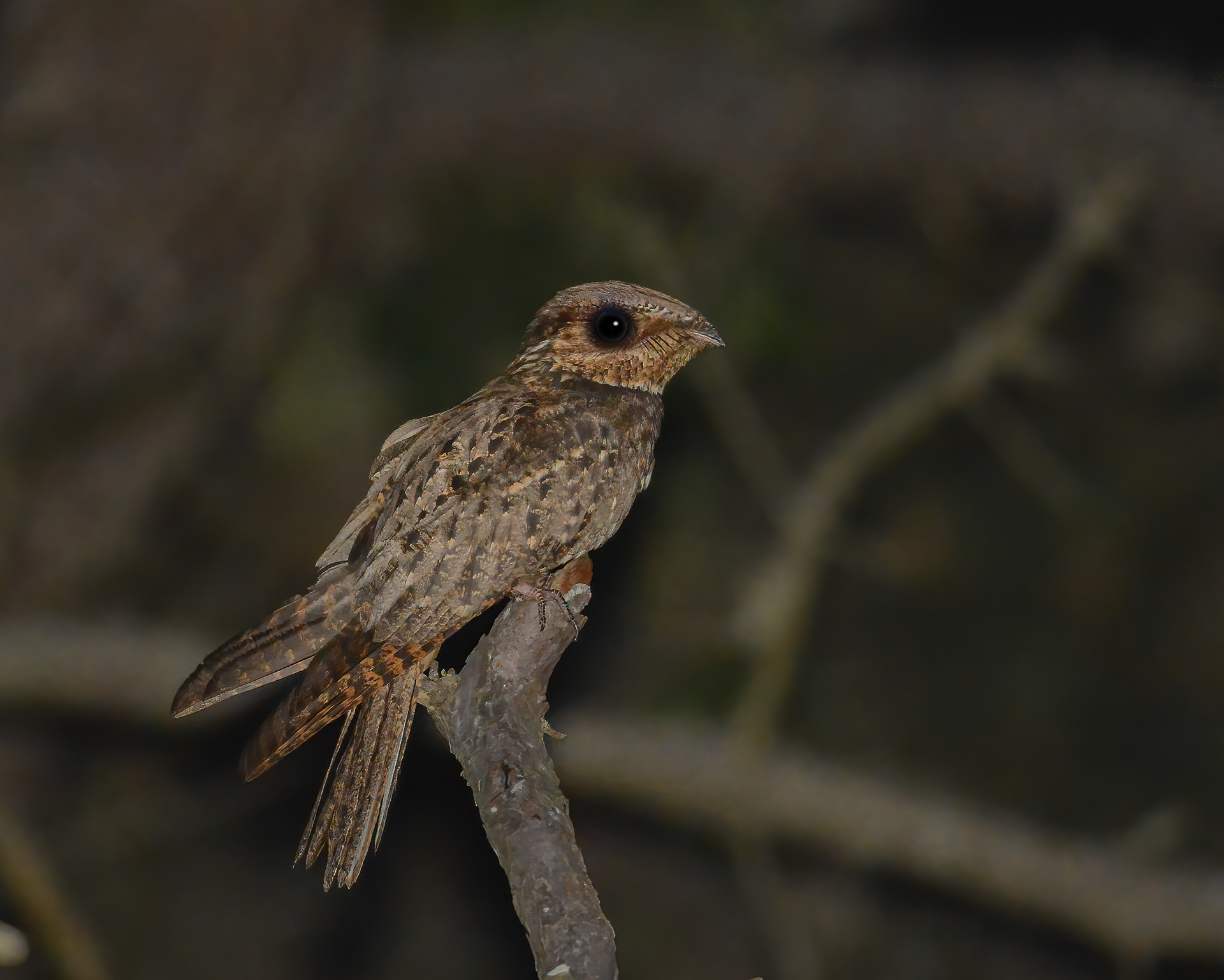 Chuck-will's-widow, Fire Island National Seashore