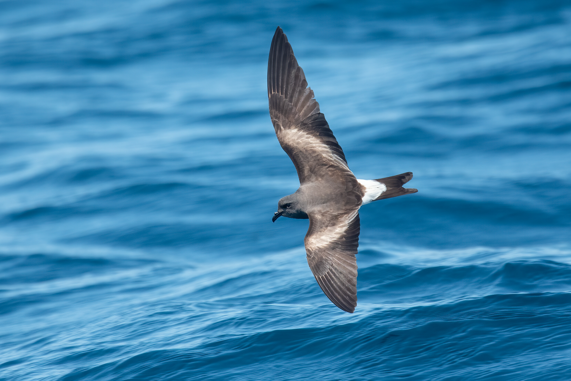 Leach's Storm-Petrel, Rabbit Ears Canyon, Offshore NY
