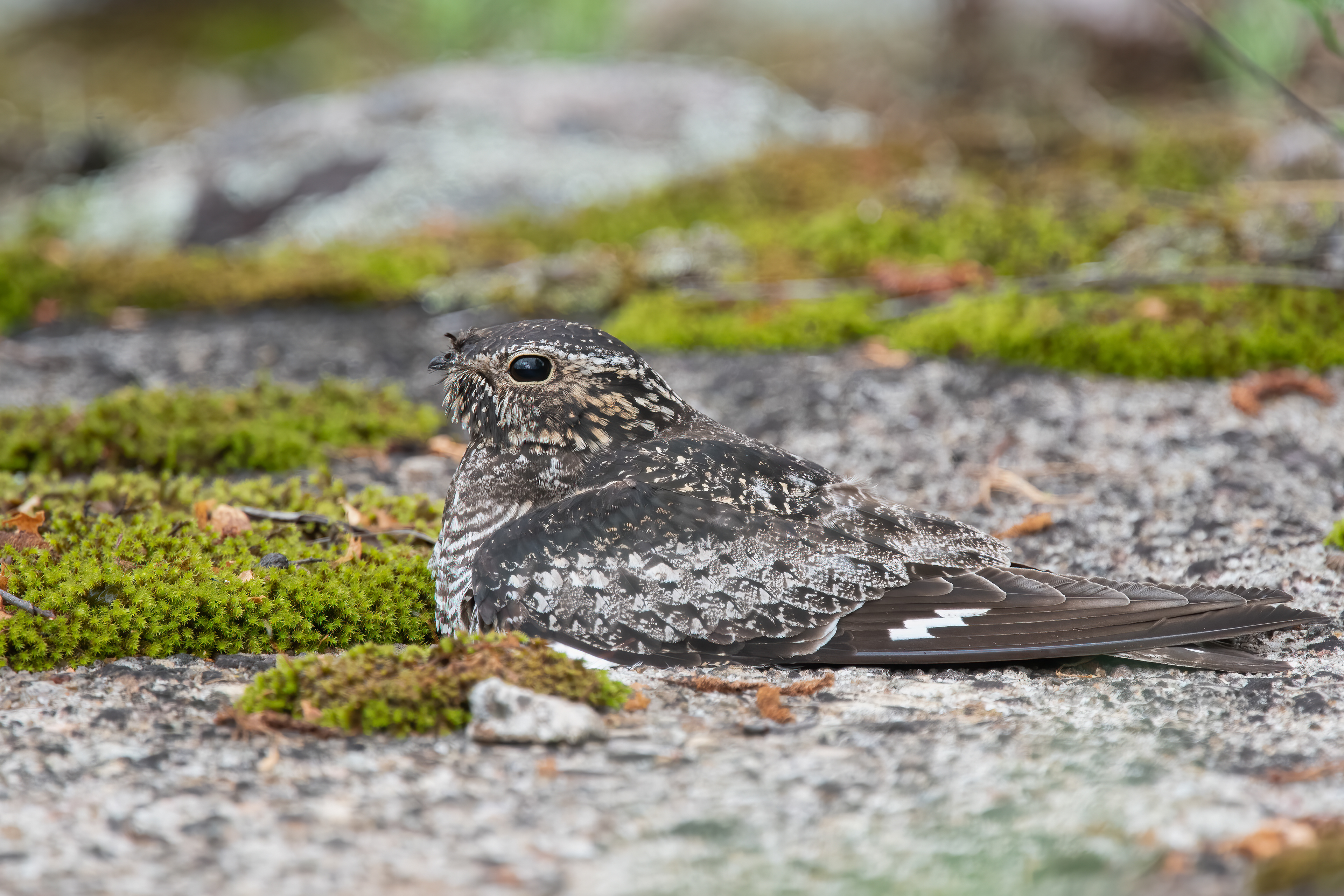 Common Nighthawk, West Chazy, NY
