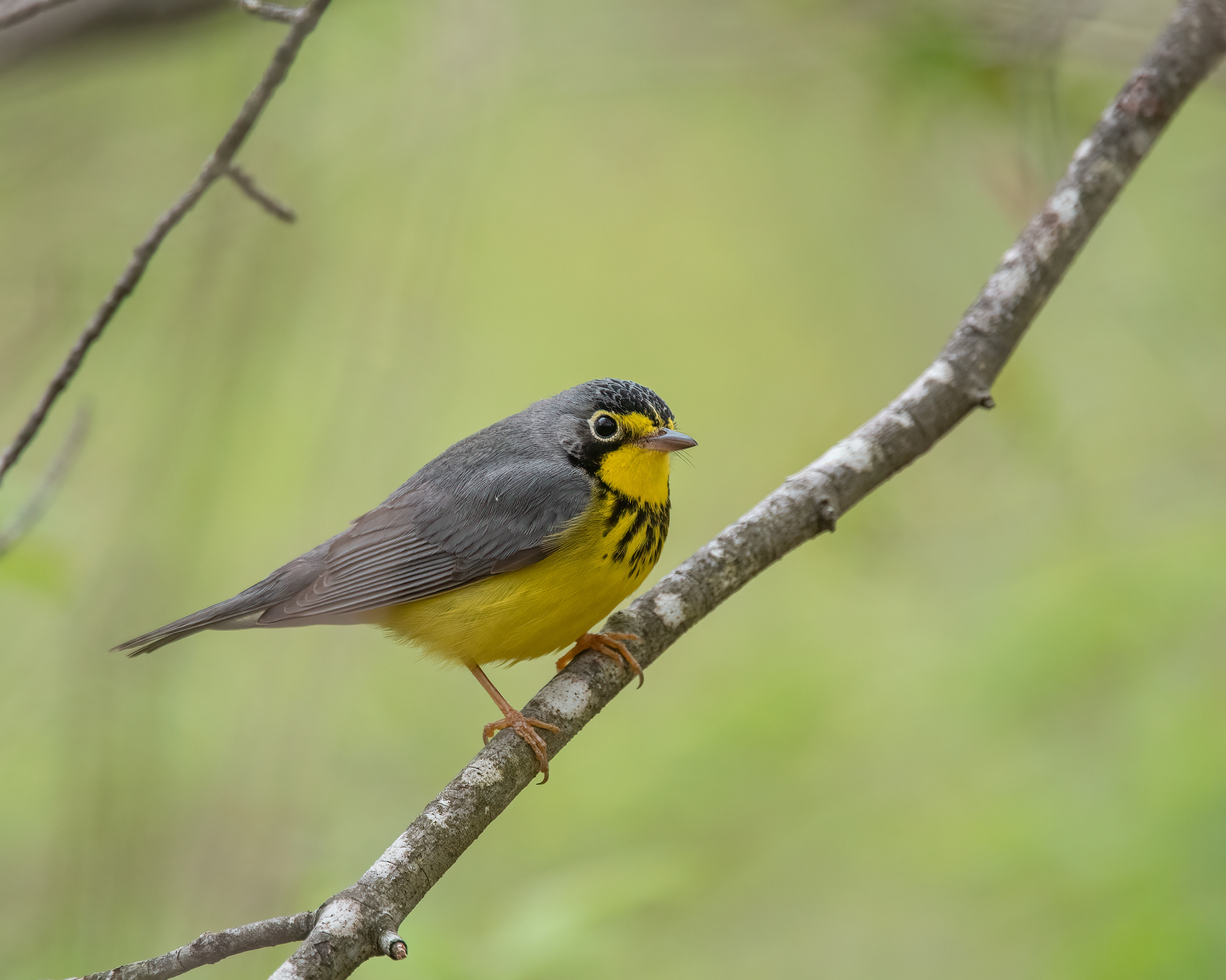 Canada Warbler, Flanders, NY