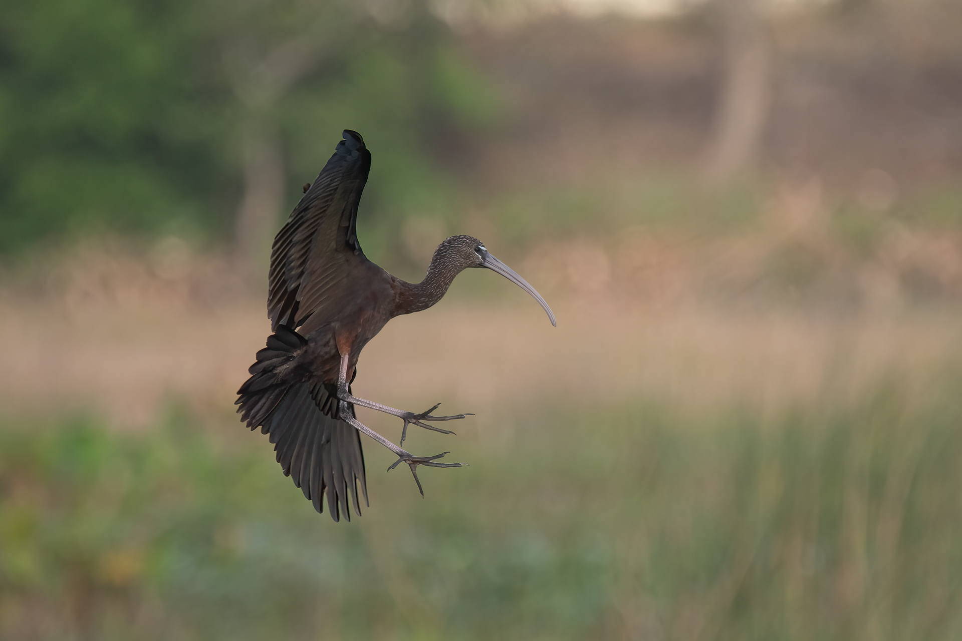 Glossy Ibis, Celery Fields, FL