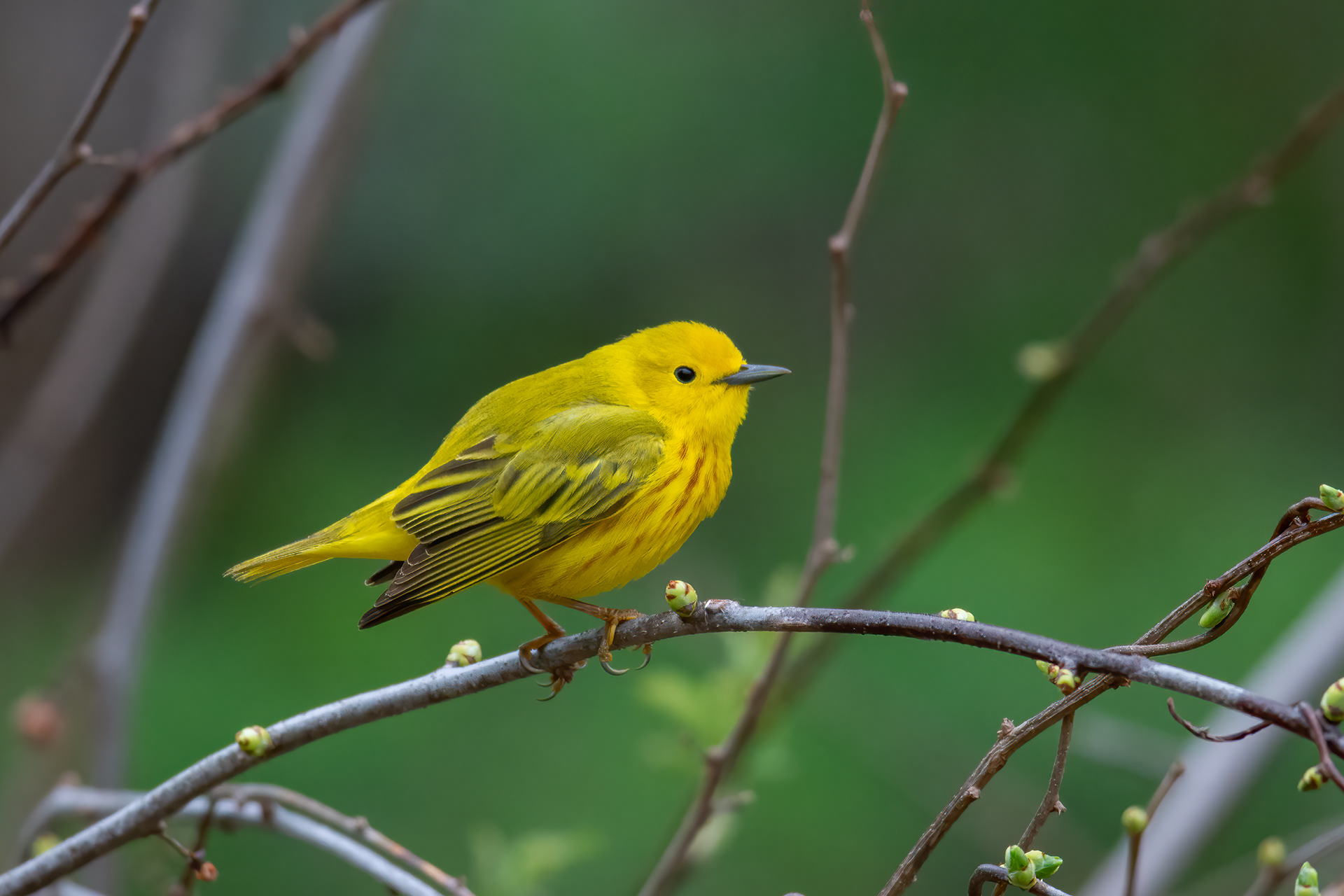 Yellow Warbler, Cold Spring Harbor, NY