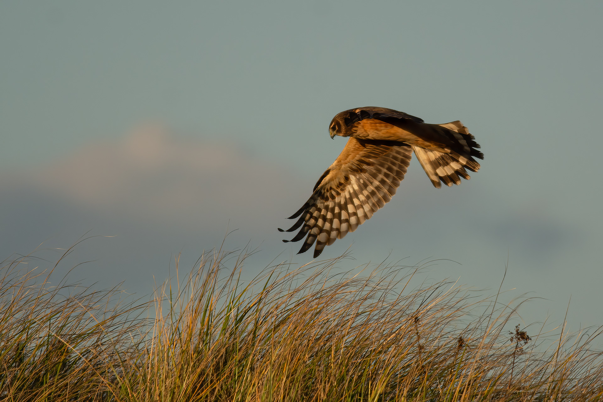 Northern Harrier, Fire Island National Seashore