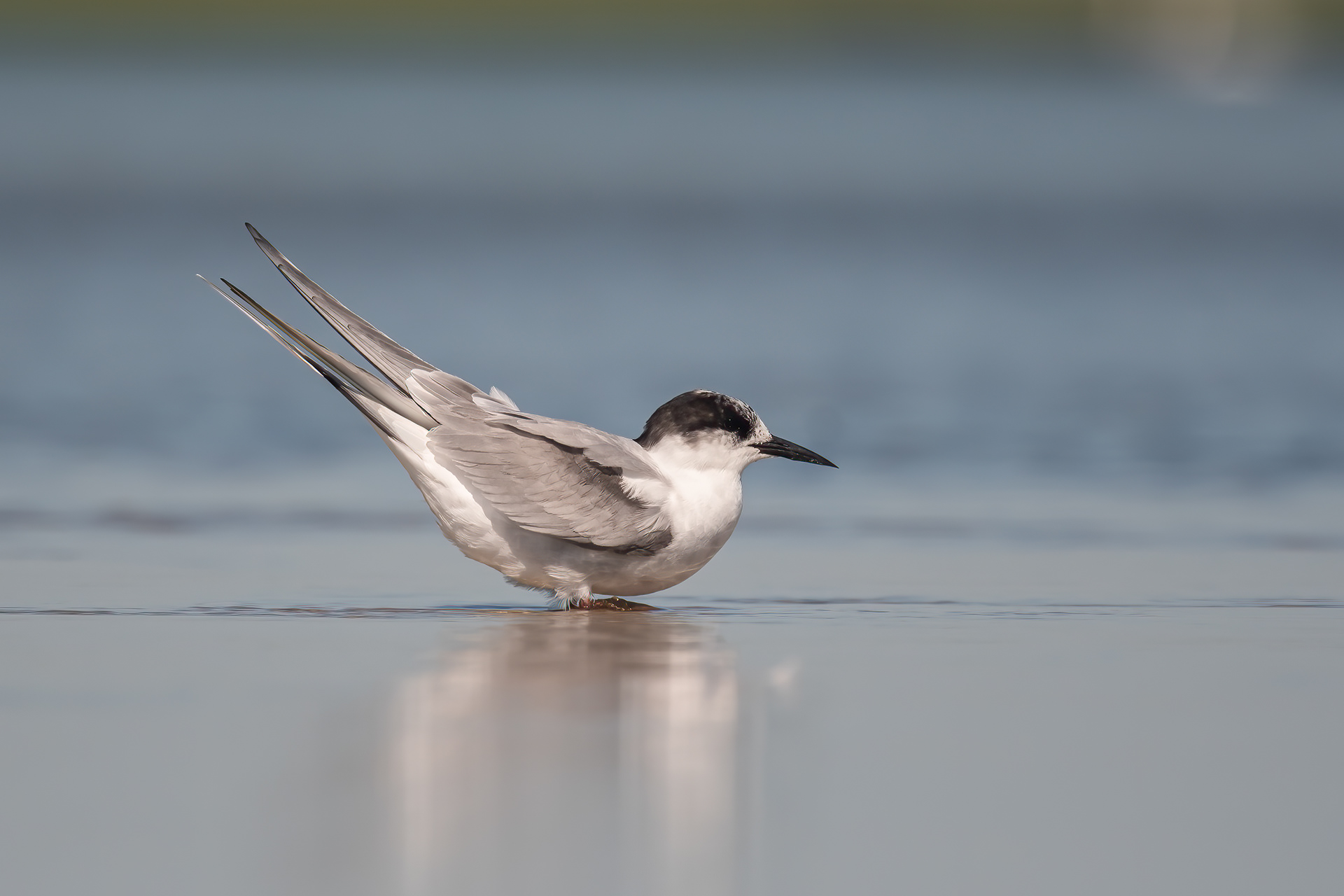 Arctic Tern, Old Inlet, Fire Island