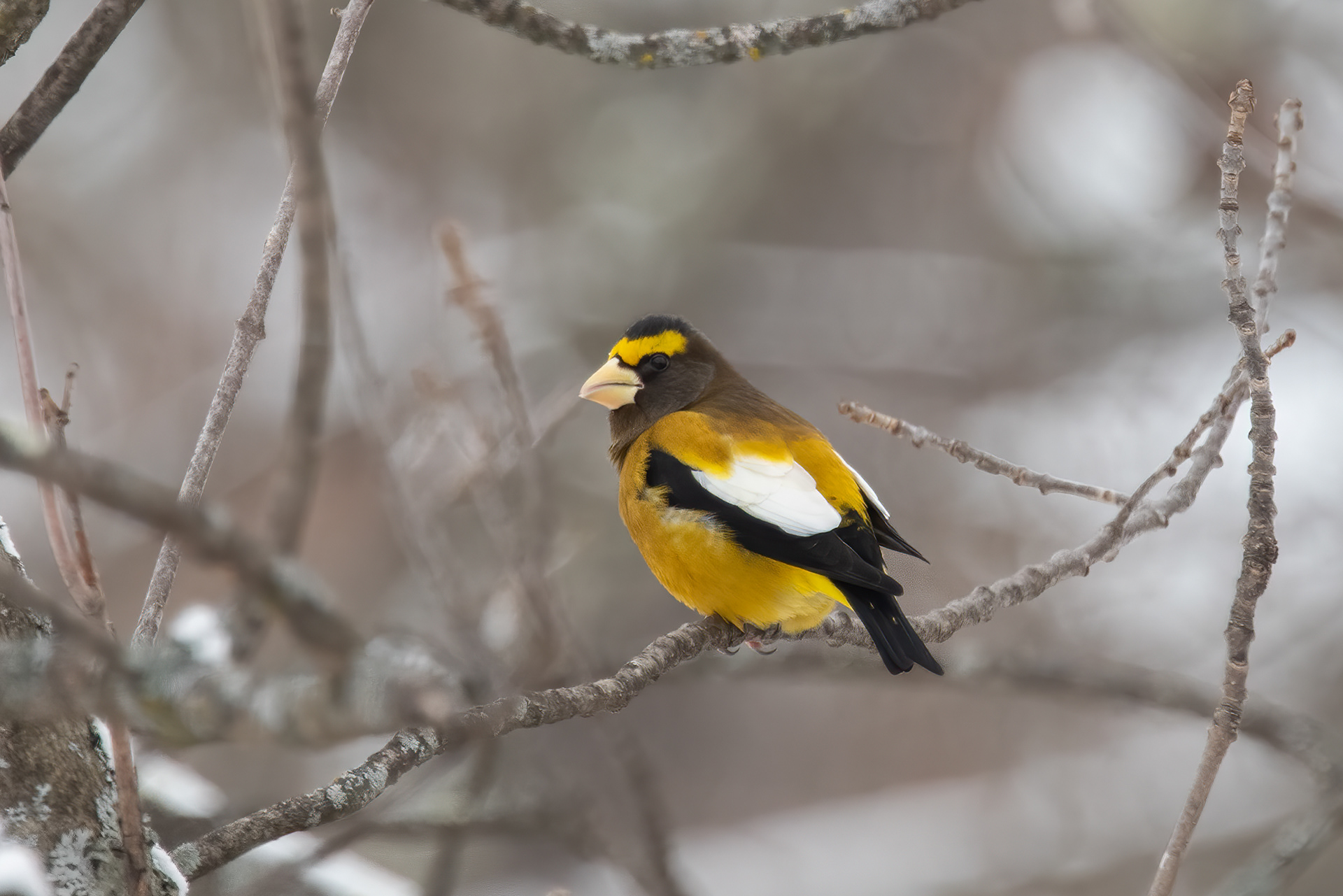 Evening Grosbeak, Keene, NY