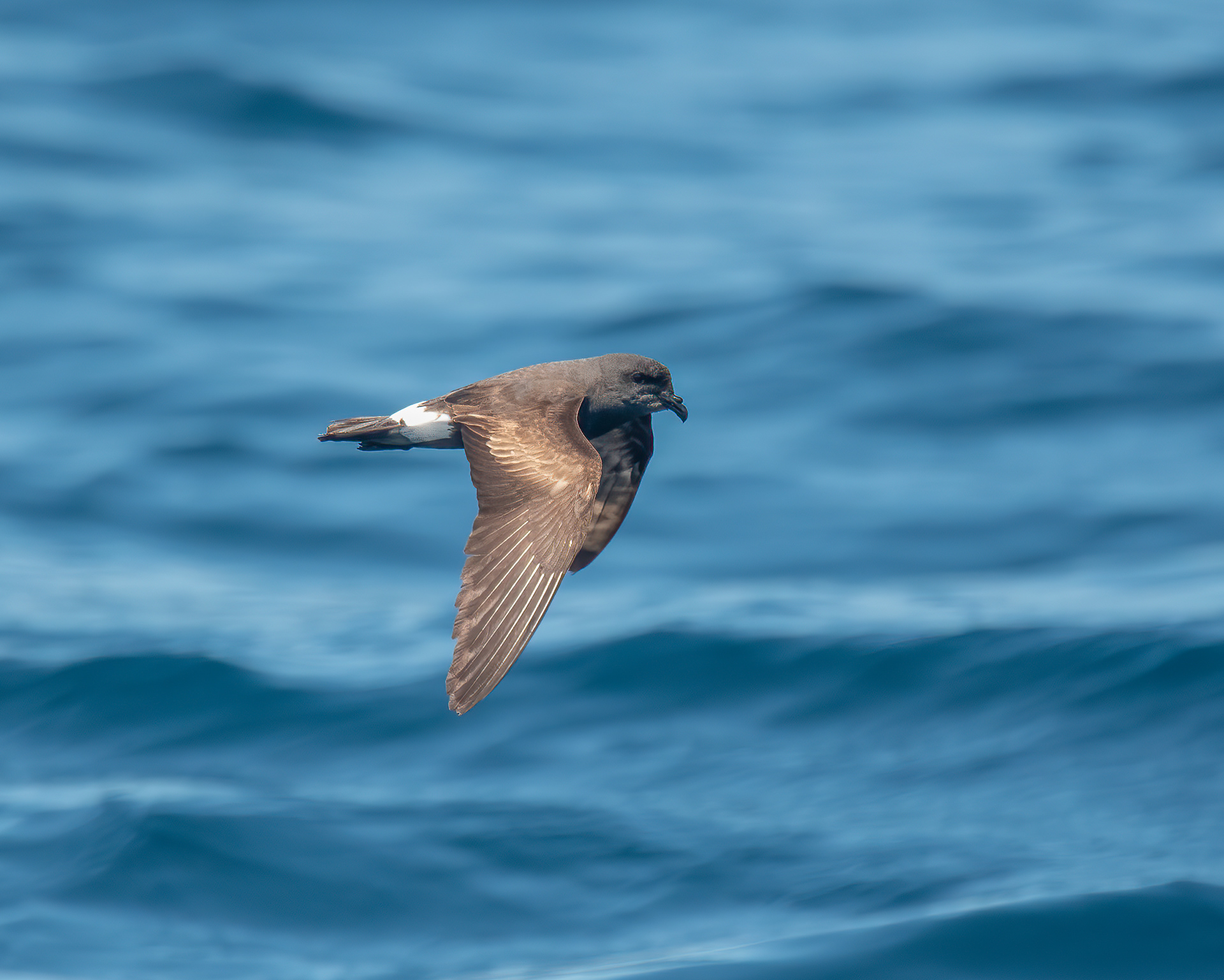 Band-rumped Storm Petrel, Offshore NY (1000 fathoms)