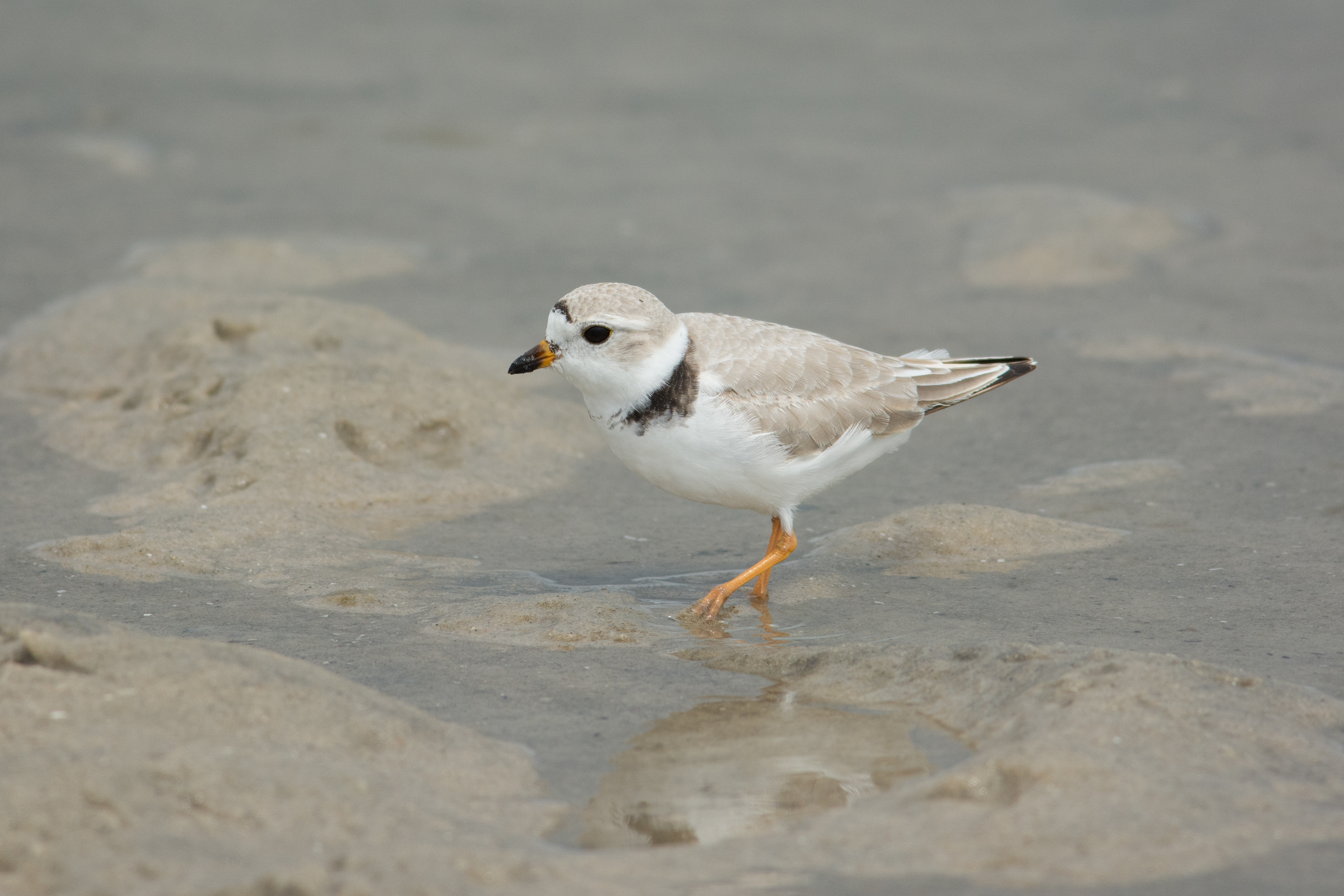 Piping Plover, Fire Island National Seashore, NY