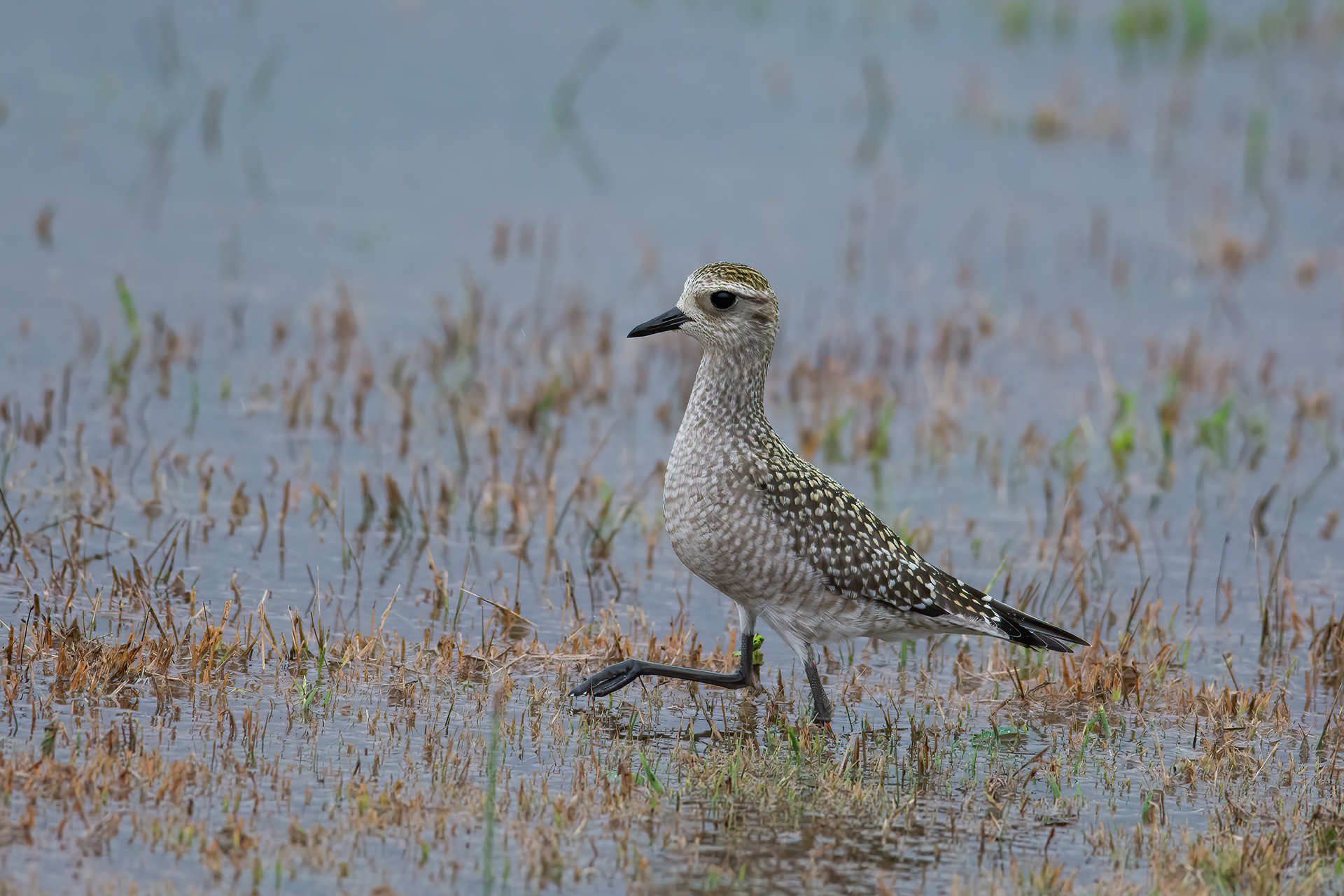 American Golden-Plover, East Islip, NY
