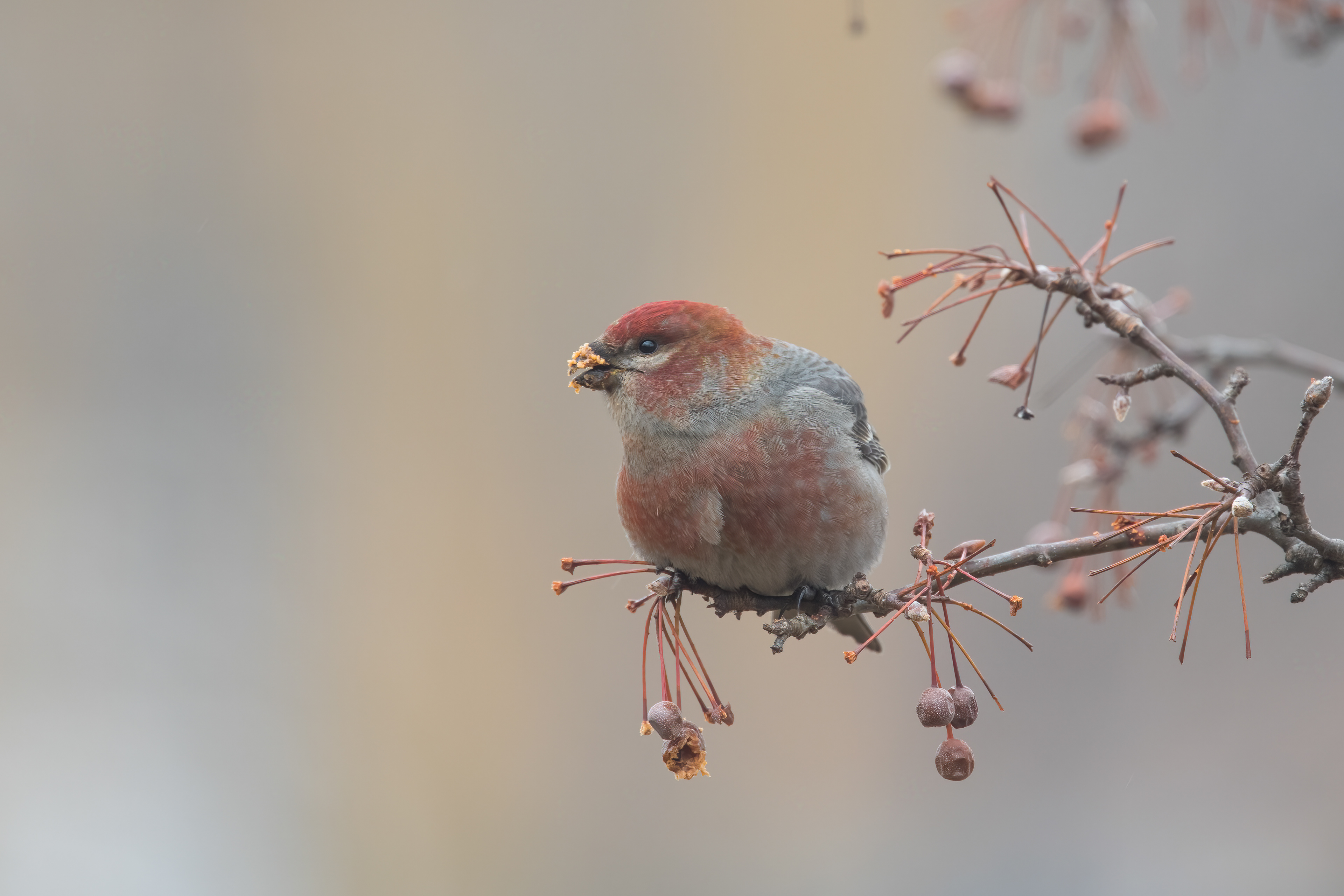 Pine Grosbeak, Willsboro, NY