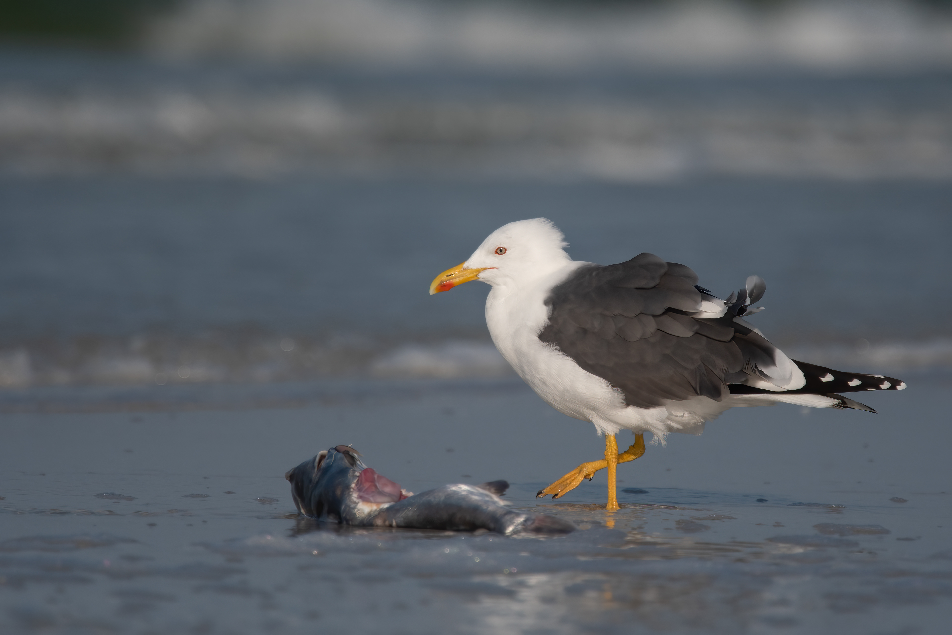 Lesser Black-backed Gull, Siesta Key Beach, FL