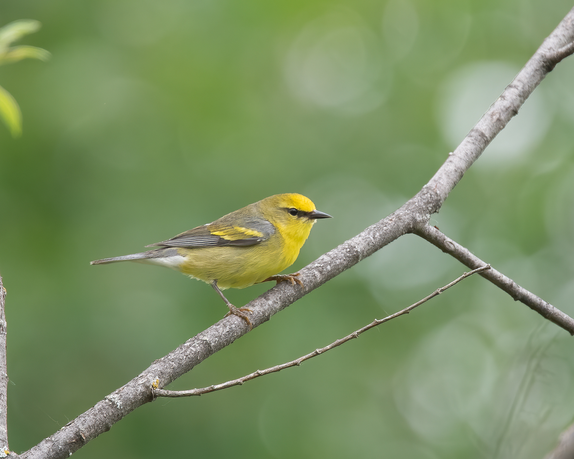 Golden-winged x Blue-winged Warbler (hybrid), Willsboro, NY