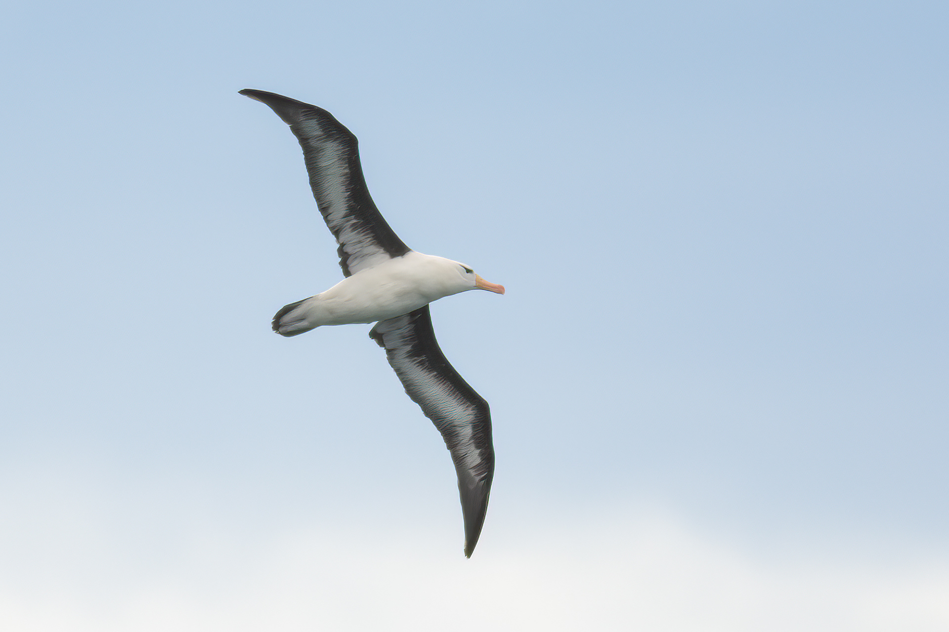 Black-browed Albatross, 50 km S of Punta Arenas, Chile