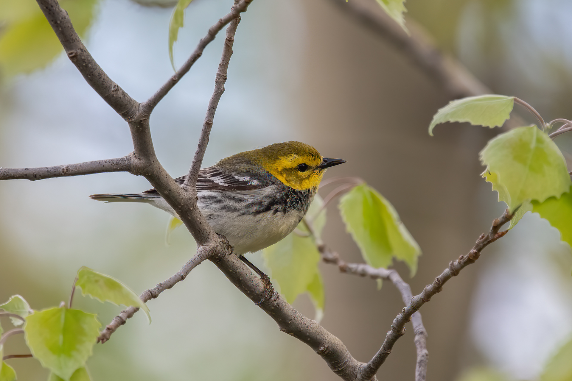 Black-throated Green Warbler, Keene, NY