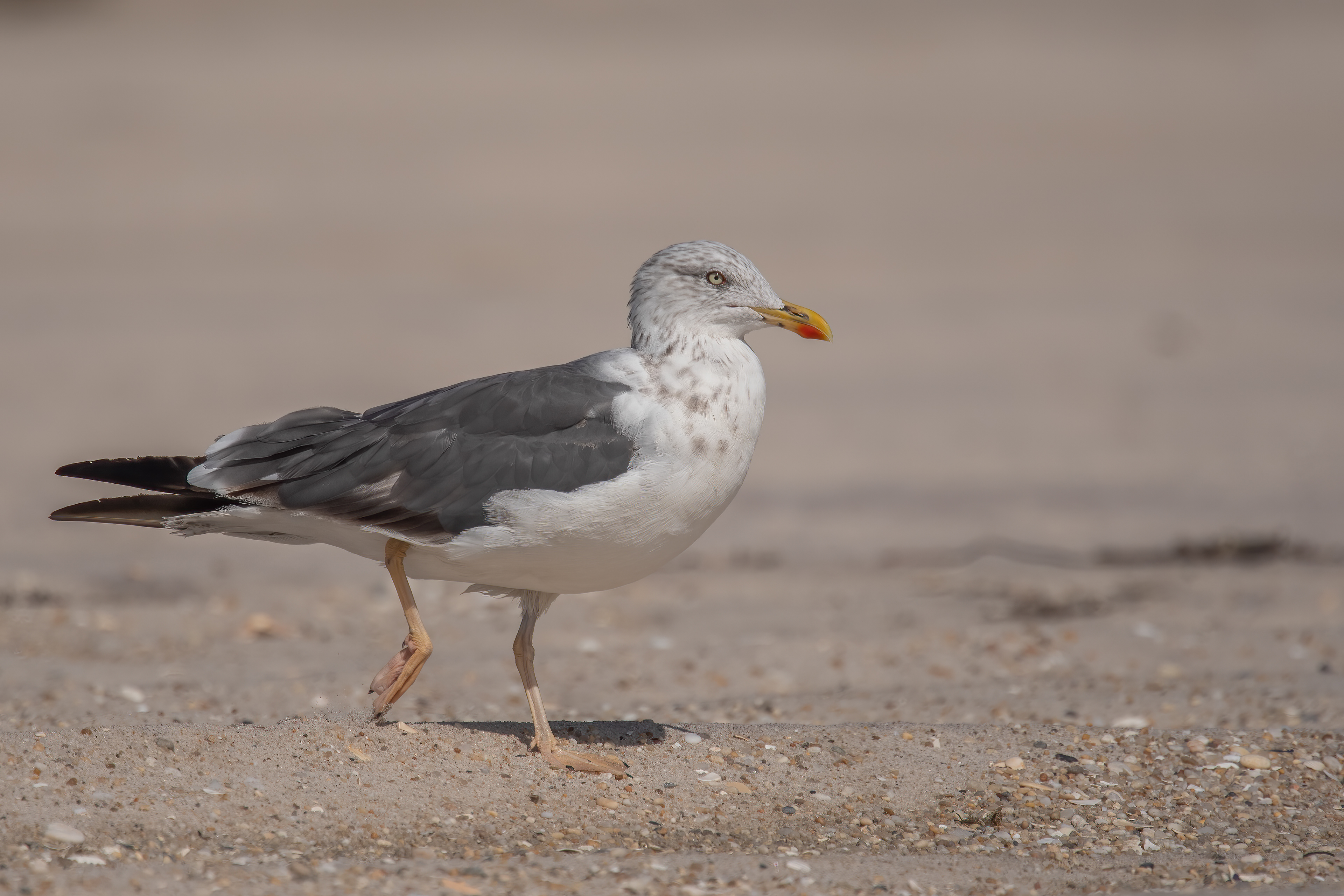 Lesser Black-backed Gull, Fire Island National Seashore, NY
