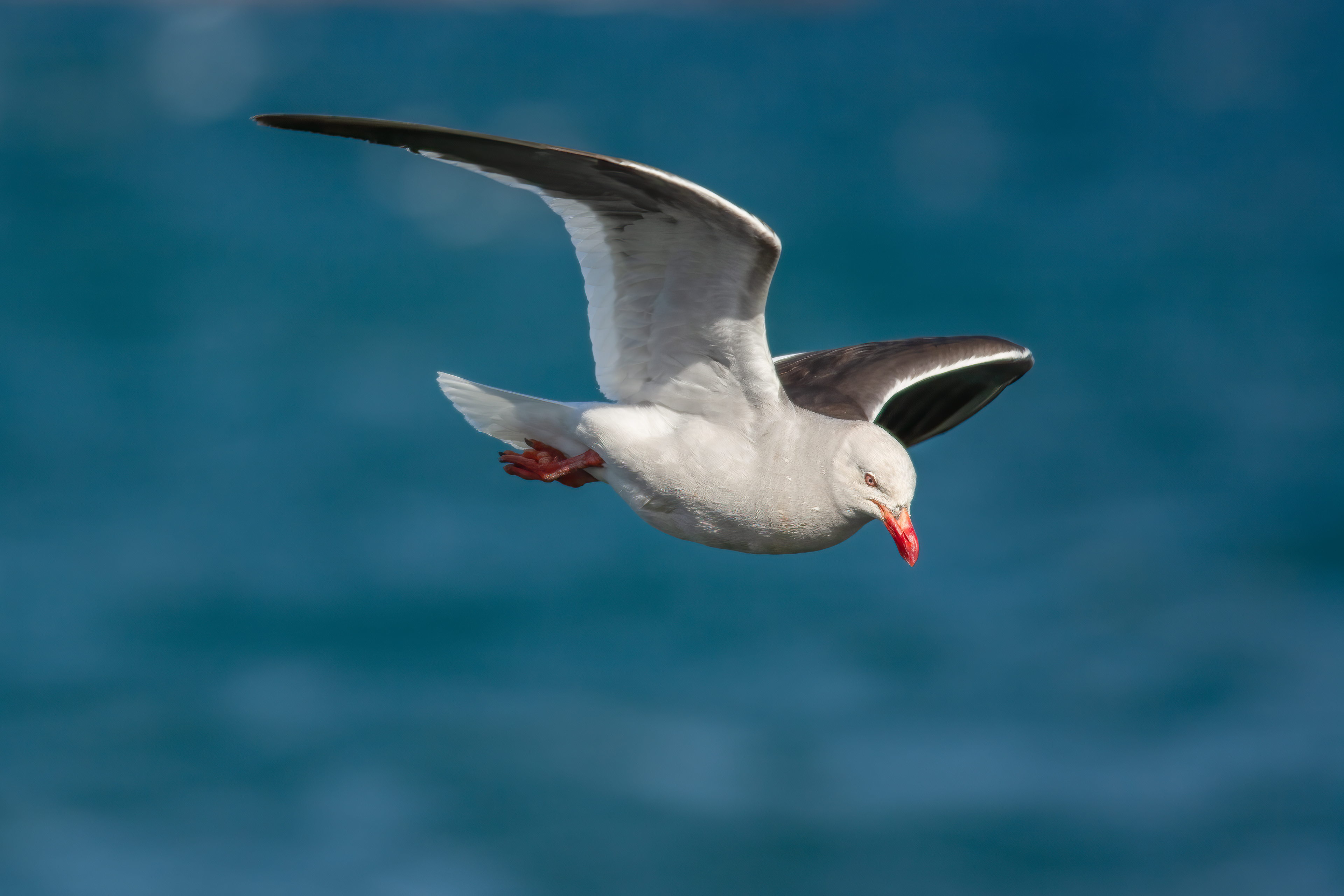 Dolphin Gull, Punta Arenas, Chile