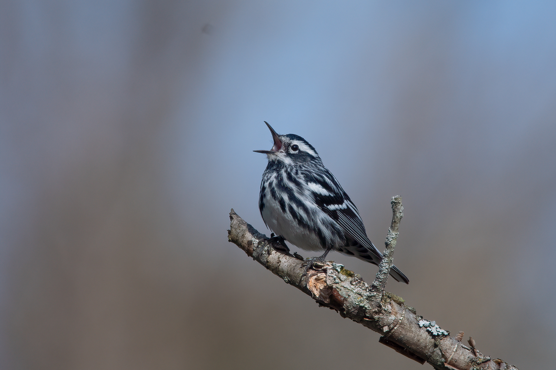 Black-and-white Warbler, Willsboro, NY