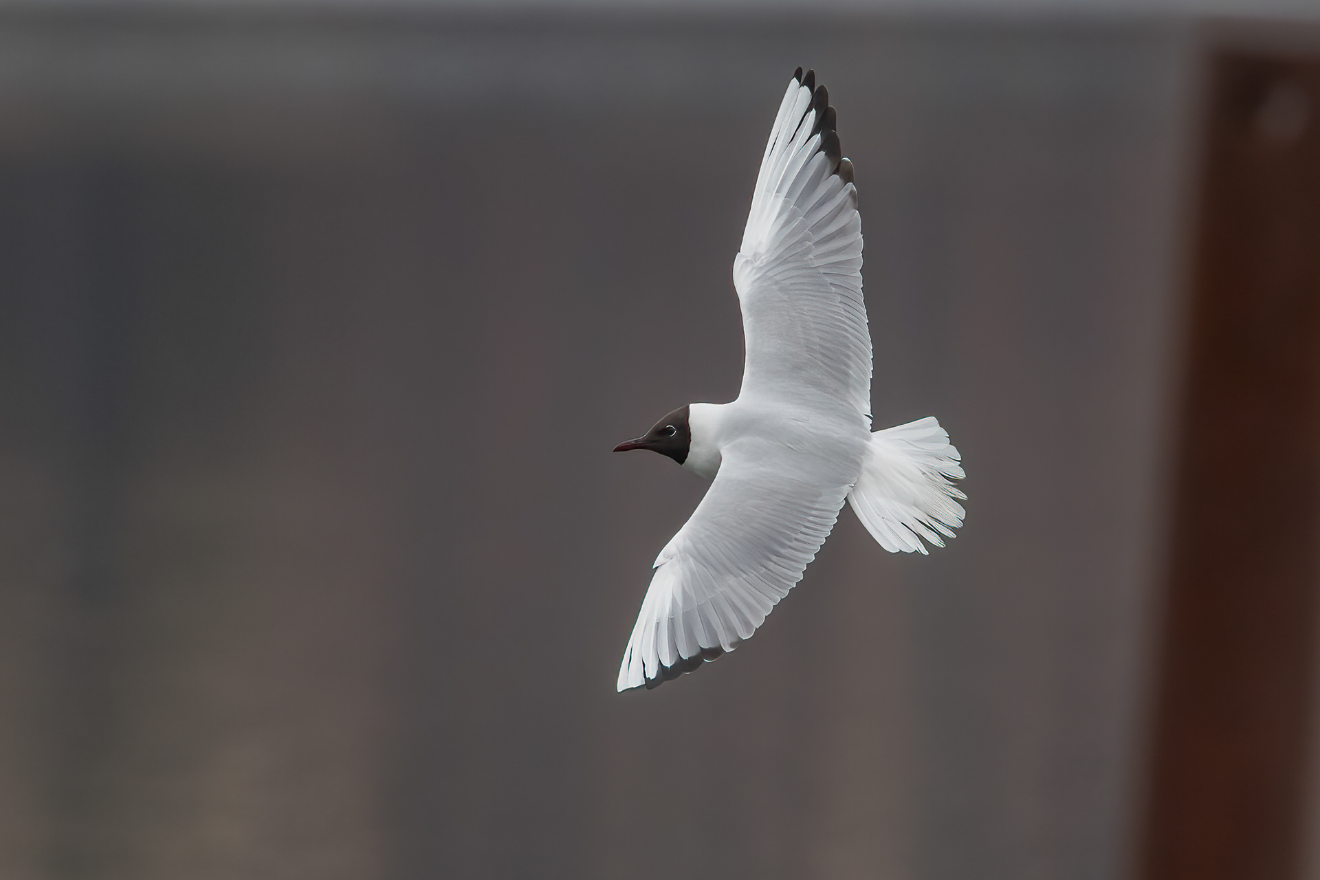 Black-headed Gull, Westport, NY