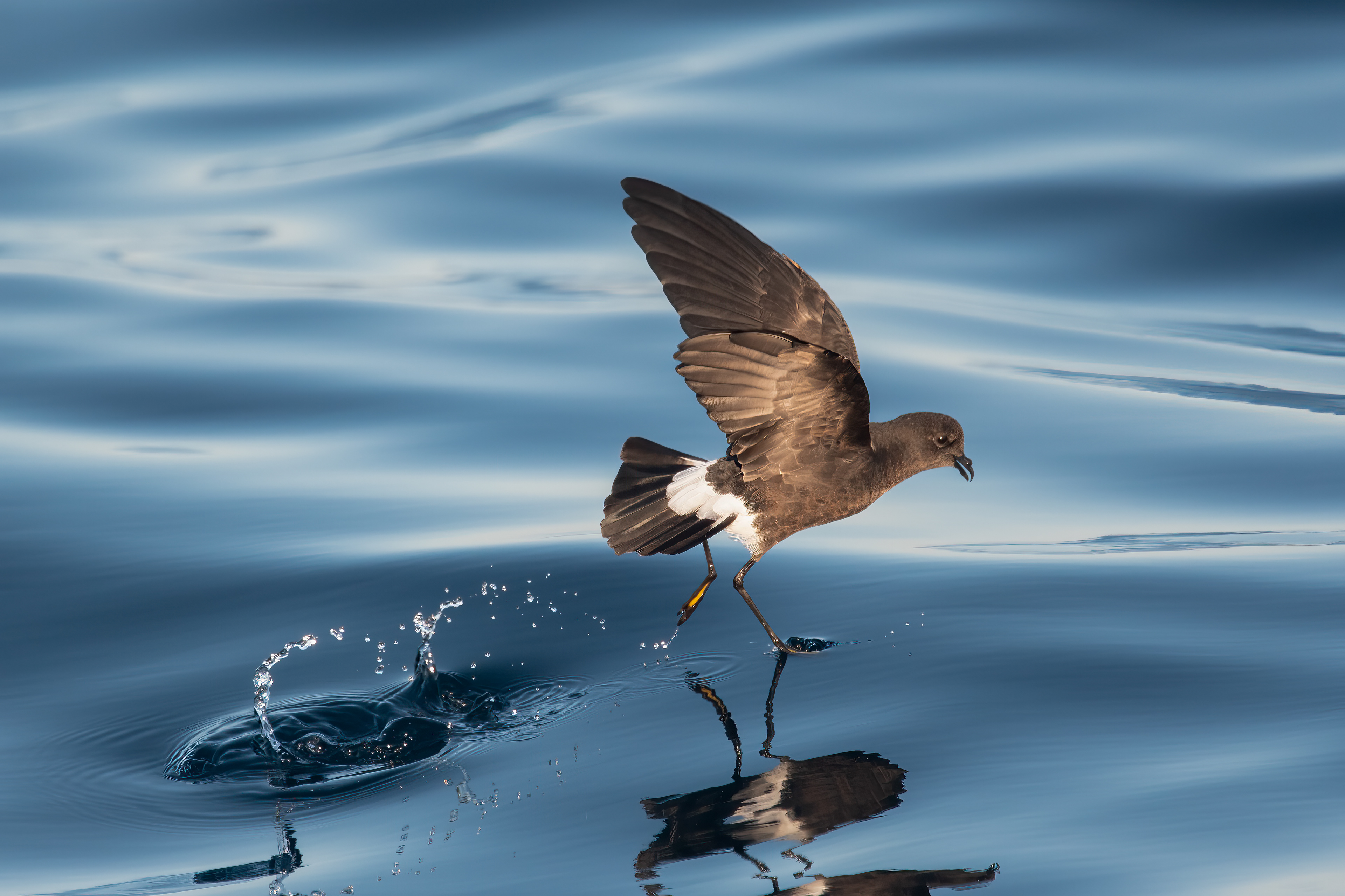 Wilson's Storm-Petrel, Rabbit Ears Canyon, Offshore NY